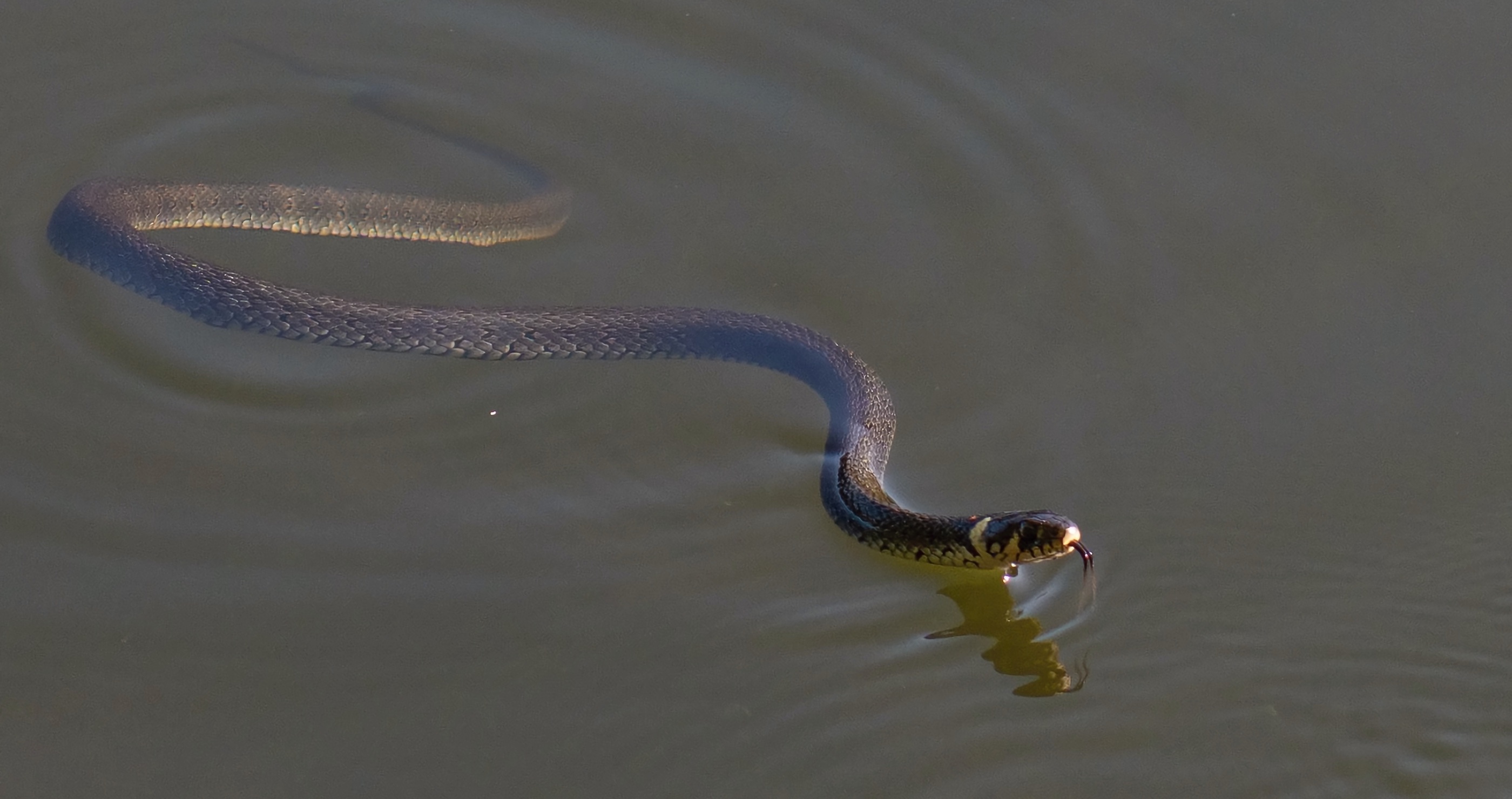 hidden dangers at the lake water snakes