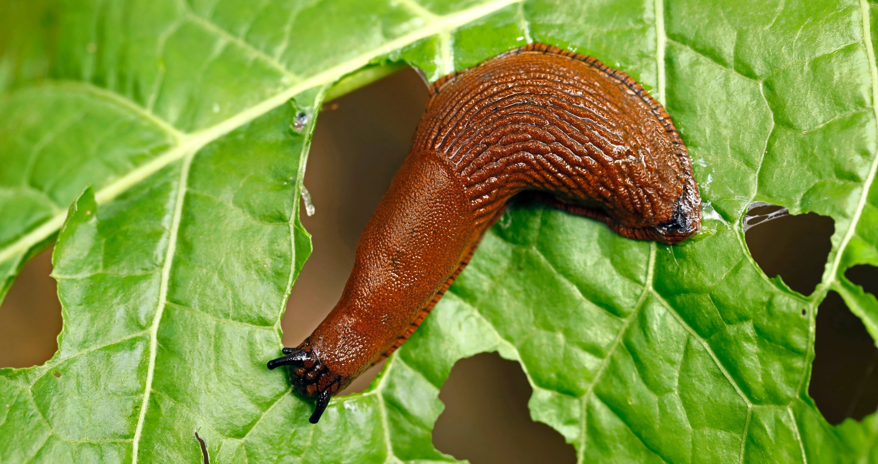 how to naturally rid your garden of common pests like slugs