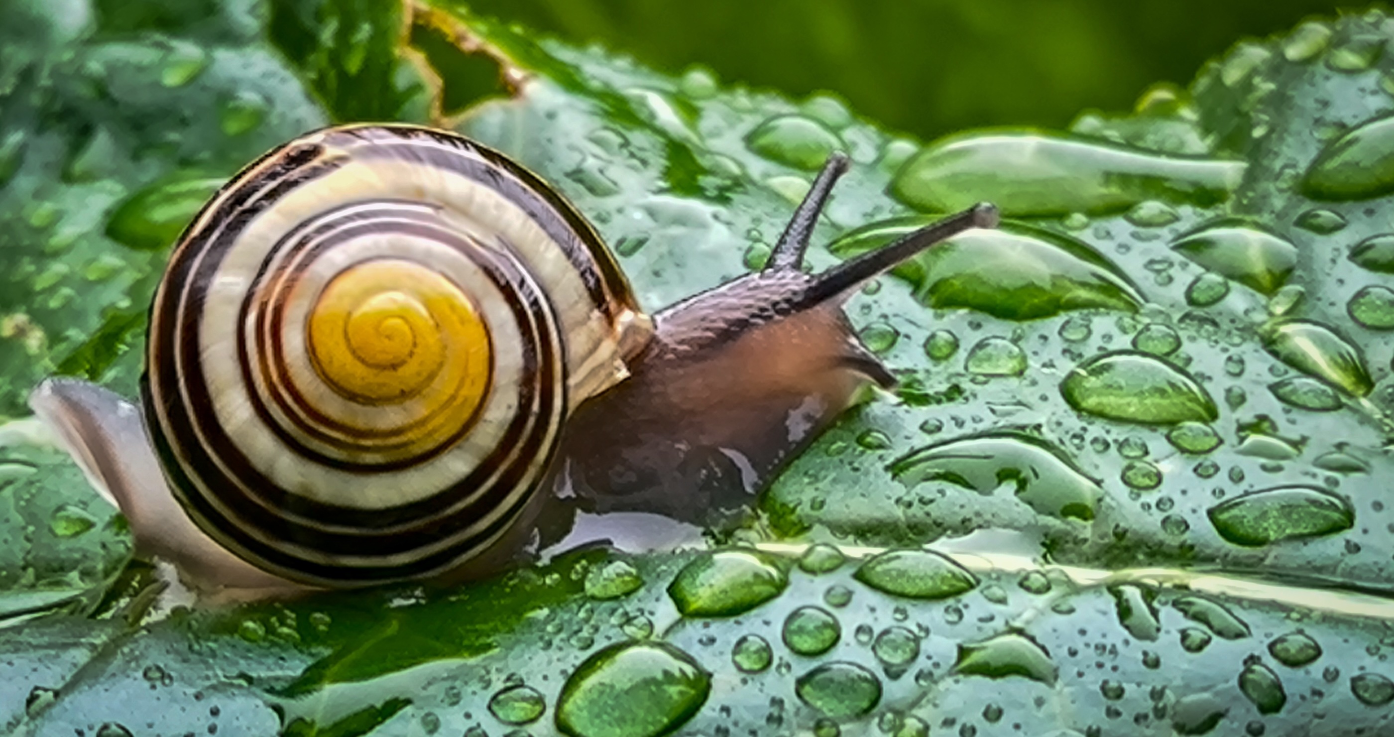 how to naturally rid your garden of common pests like snails