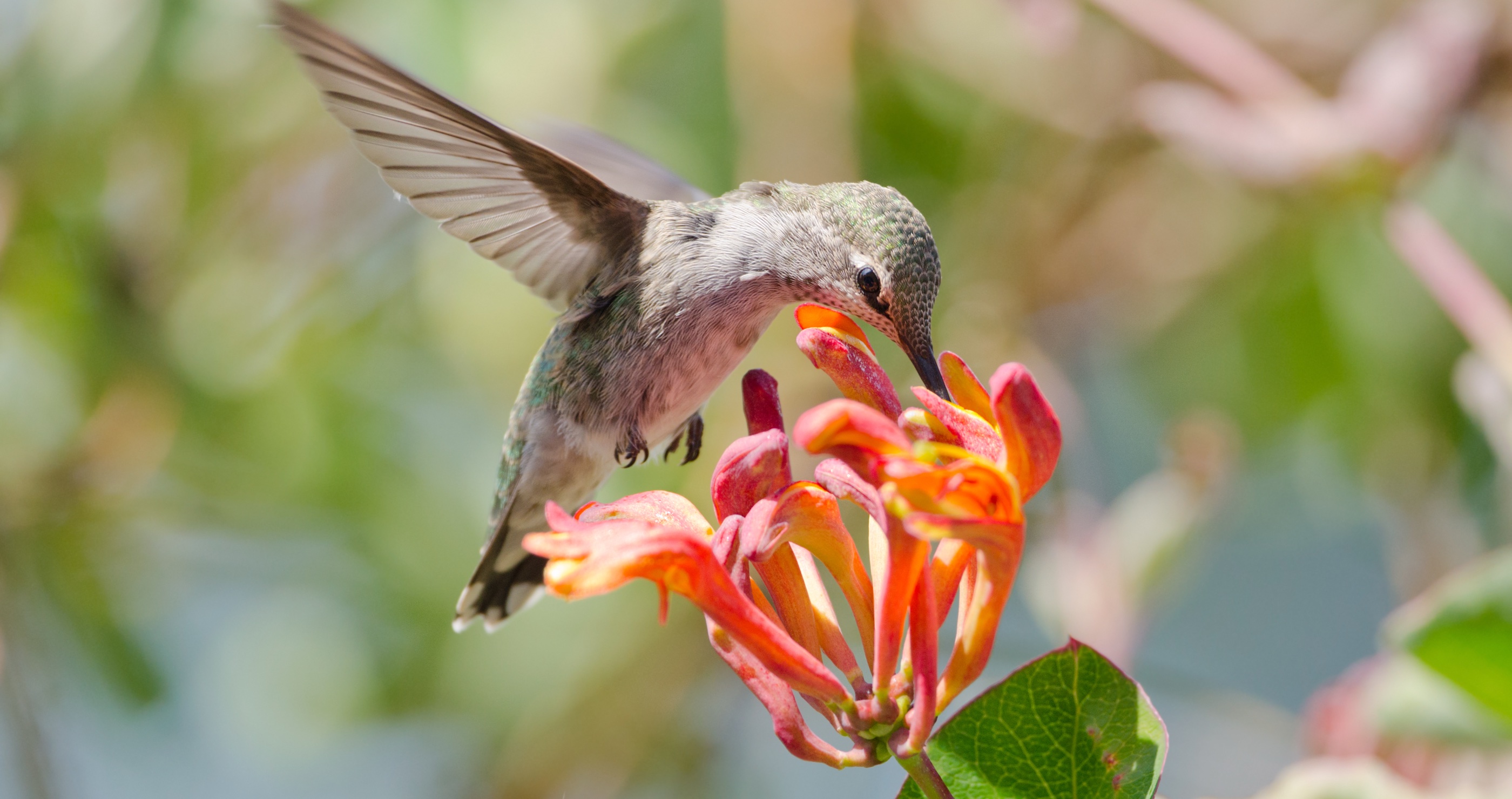 hummingbird and honeysuckle