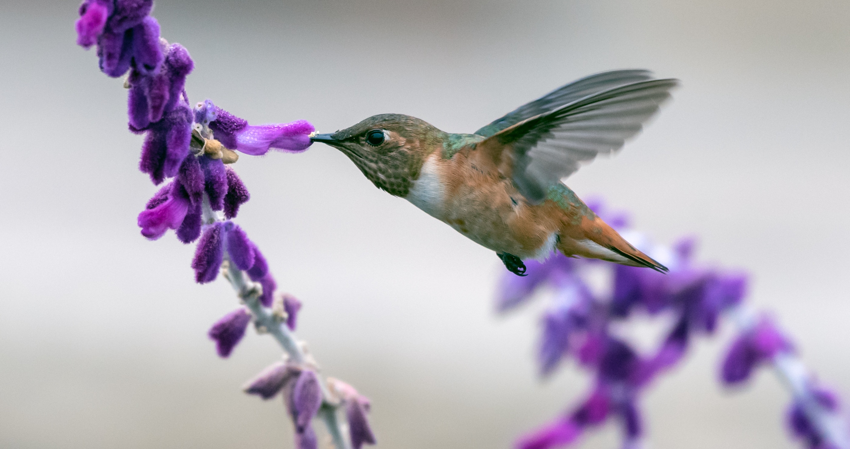 hummingbird and lupine