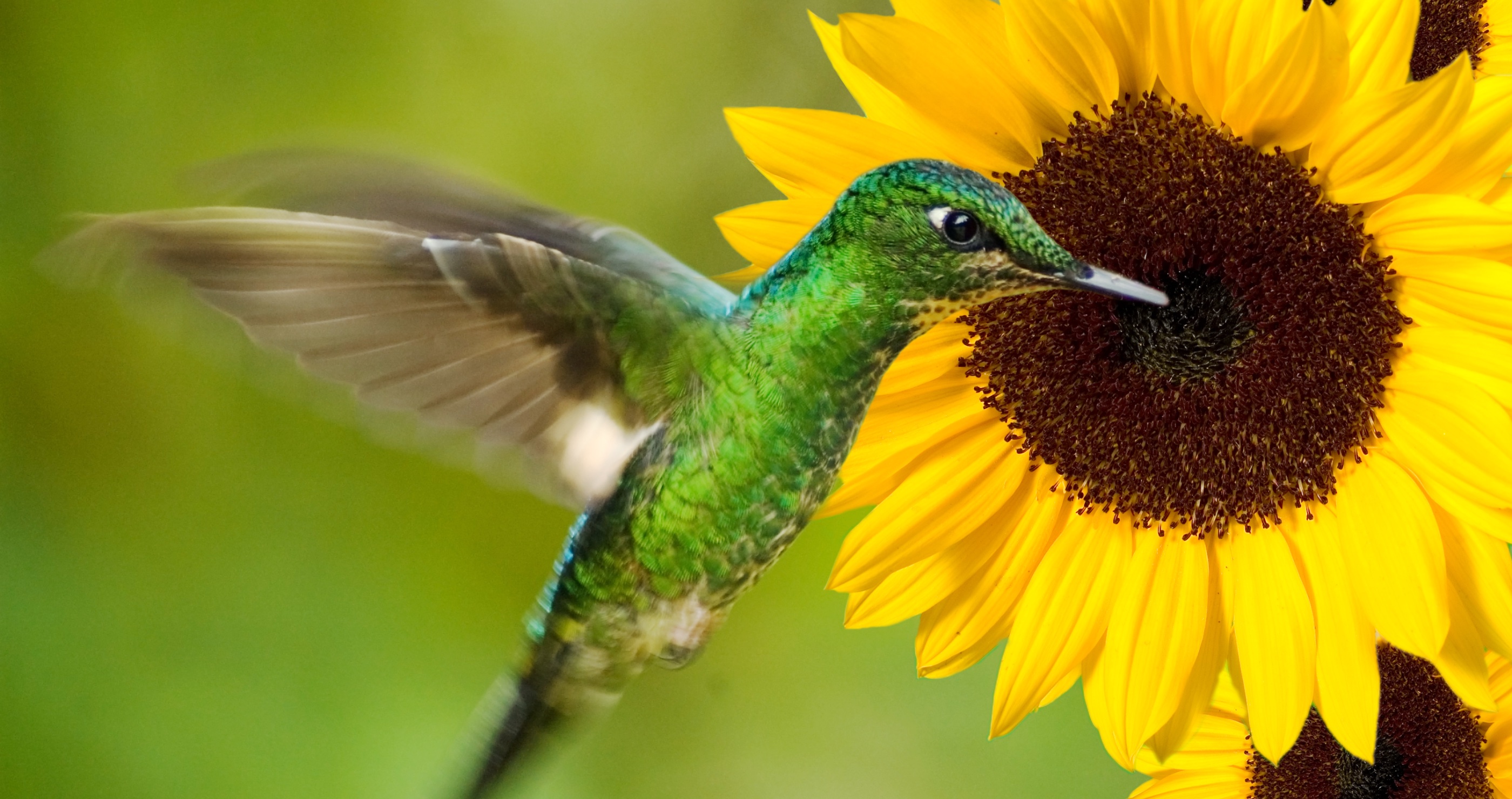 hummingbird and sunflower