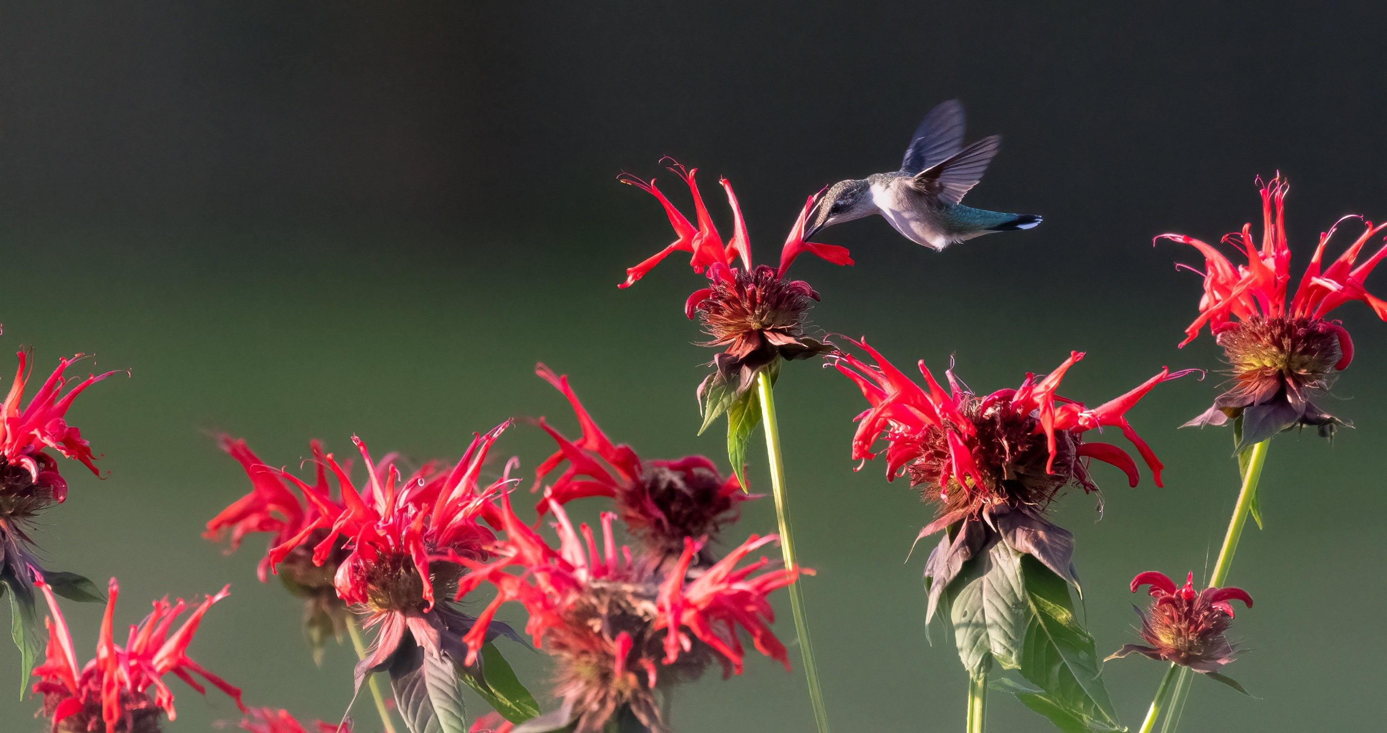 hummingbird enjoying some bee balm