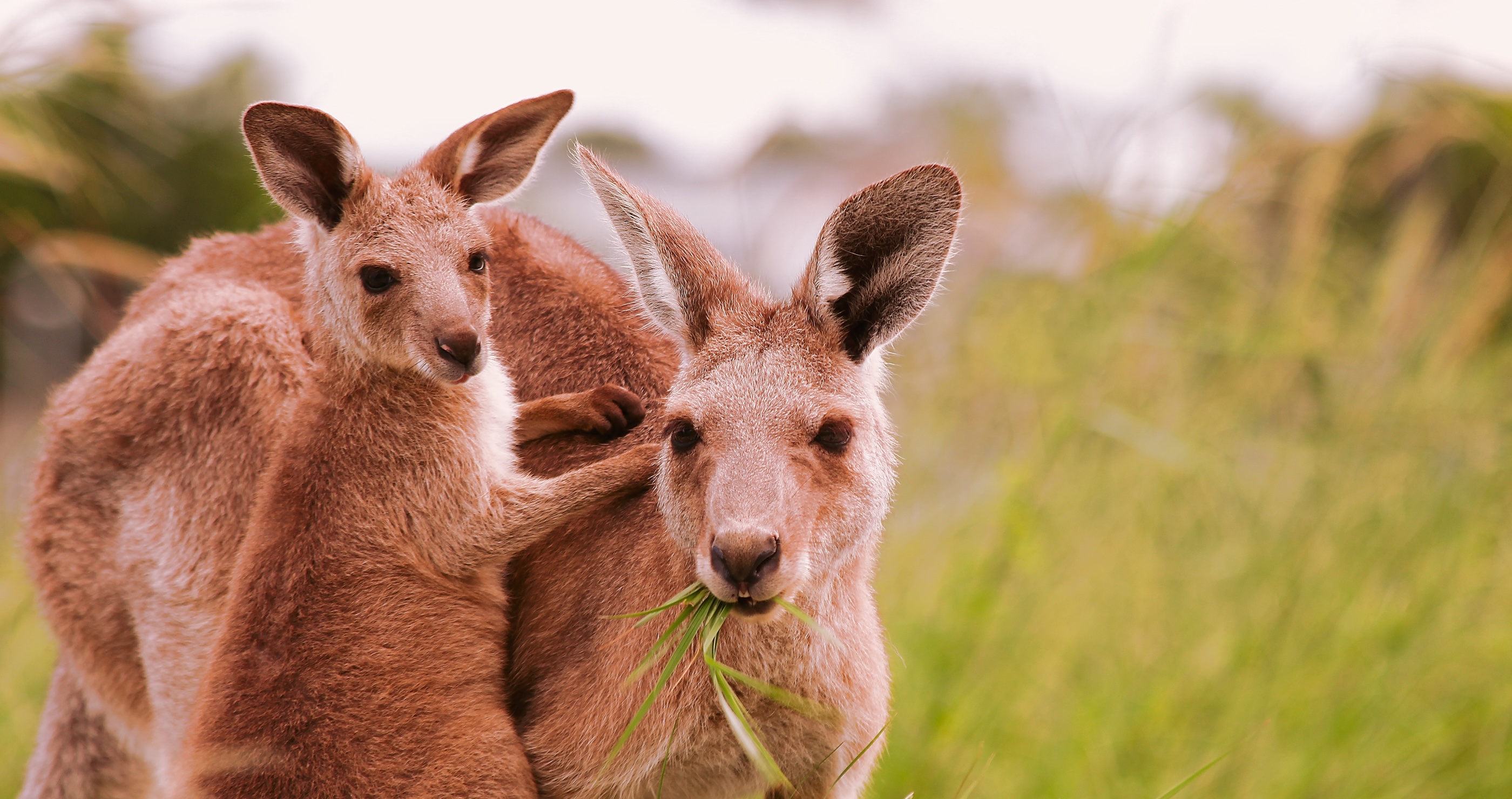 incredible kangaroo facts baby kangaroos are 1 inch long at first