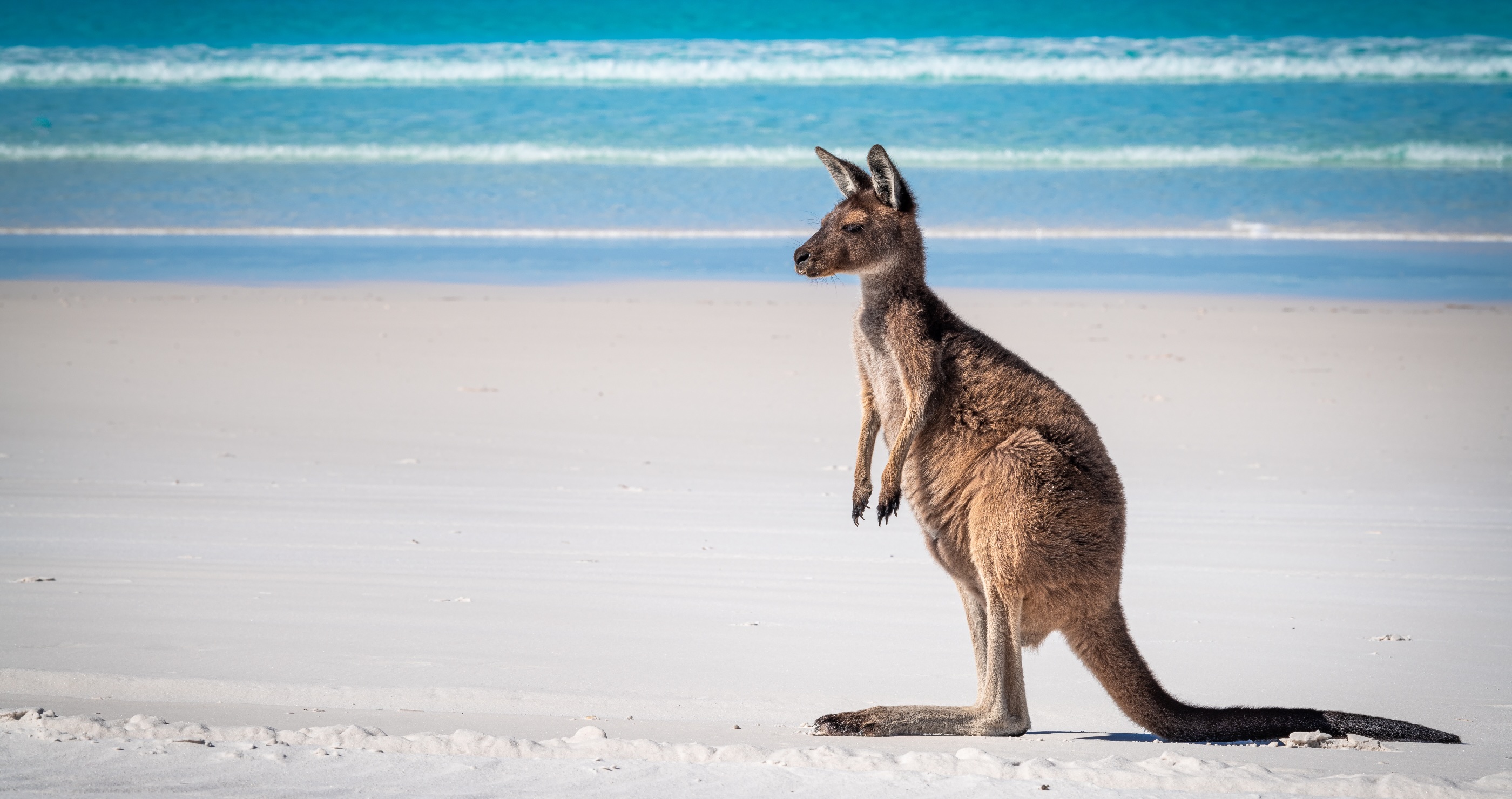 kangaroo facts kangaroos are great swimmers