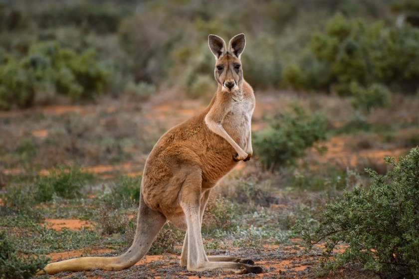 kangaroo facts