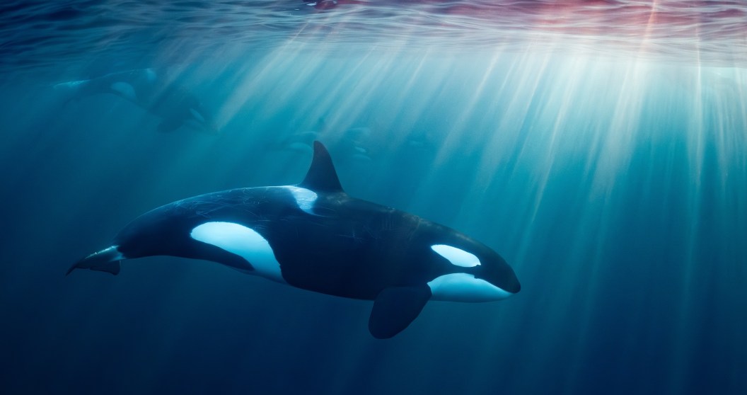 killer whale