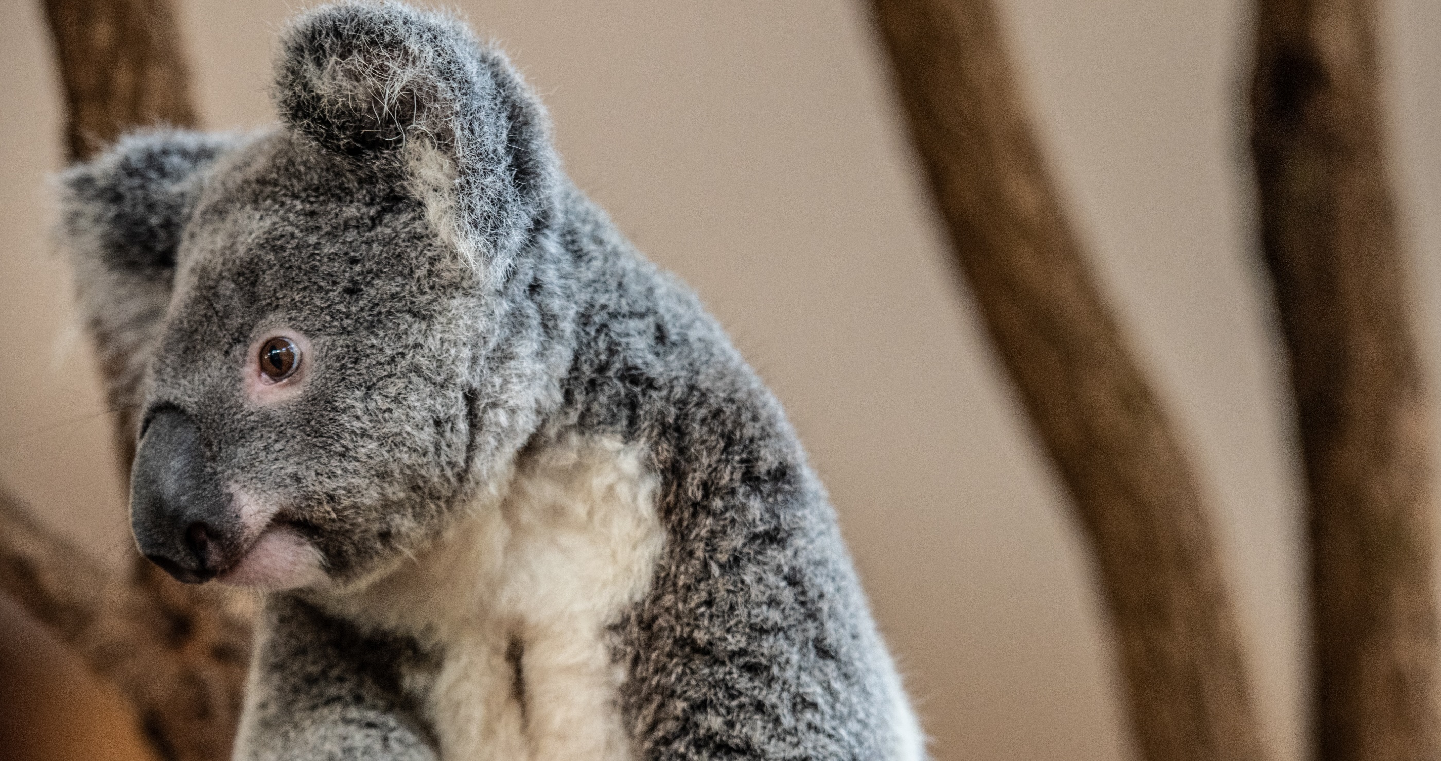 kola bears have an incredible sense of smell