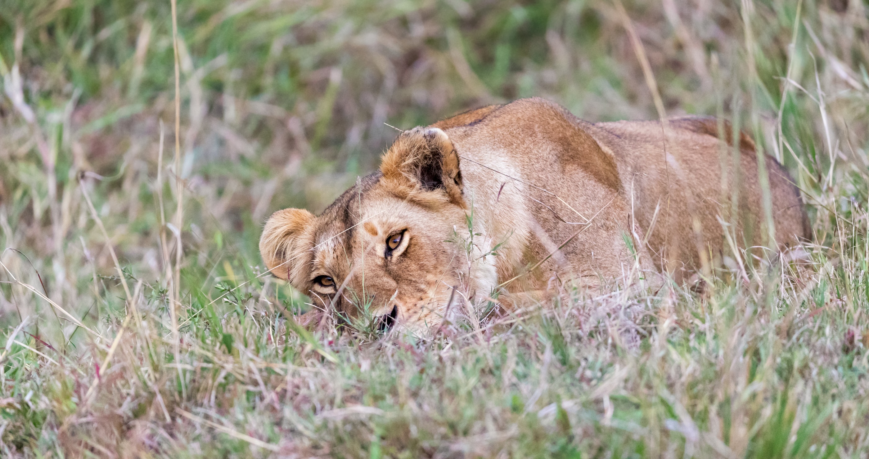 man attacked and eaten to death by pet lion