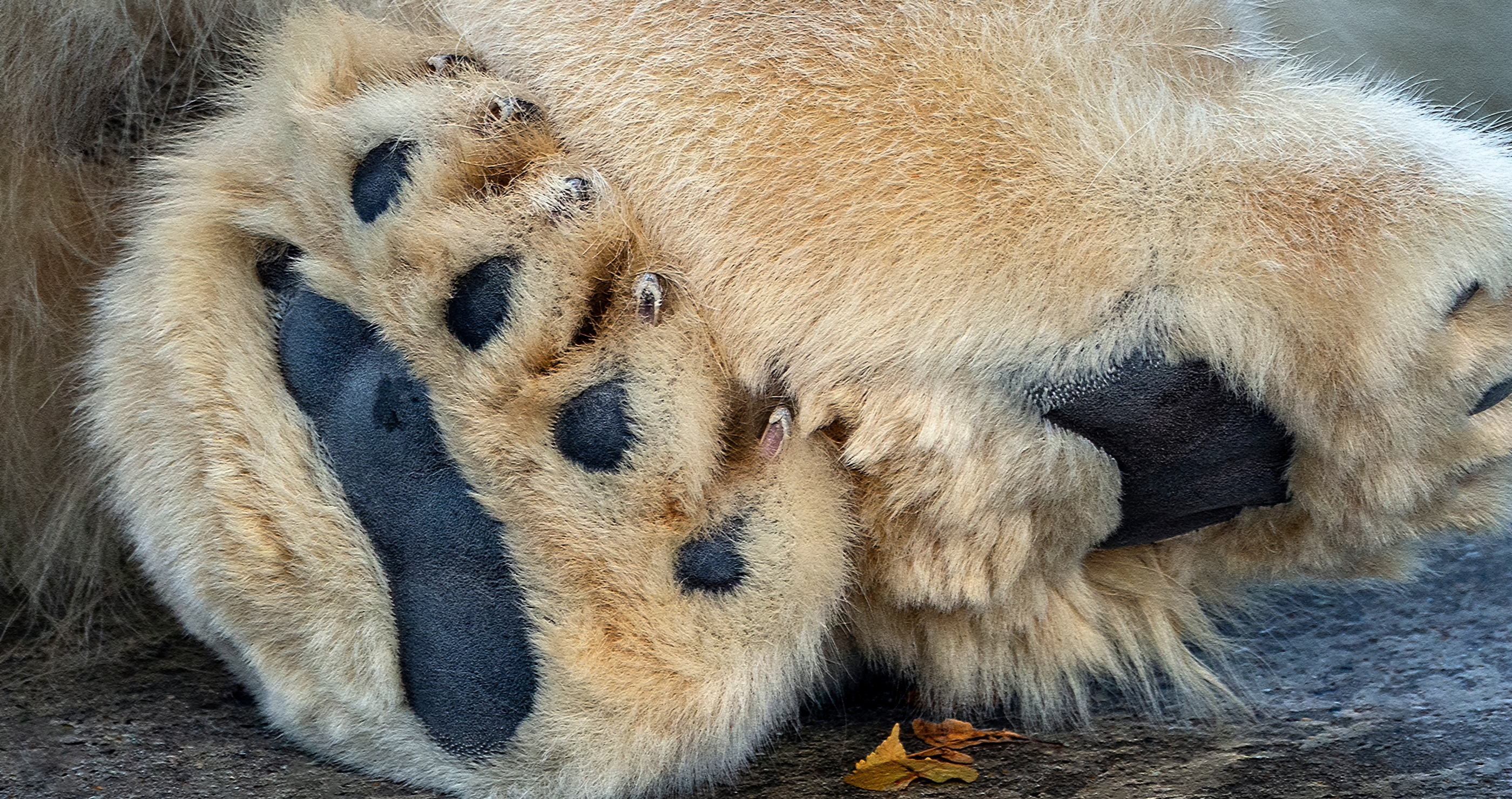 mind-blowing facts about polar bears they have massive feet