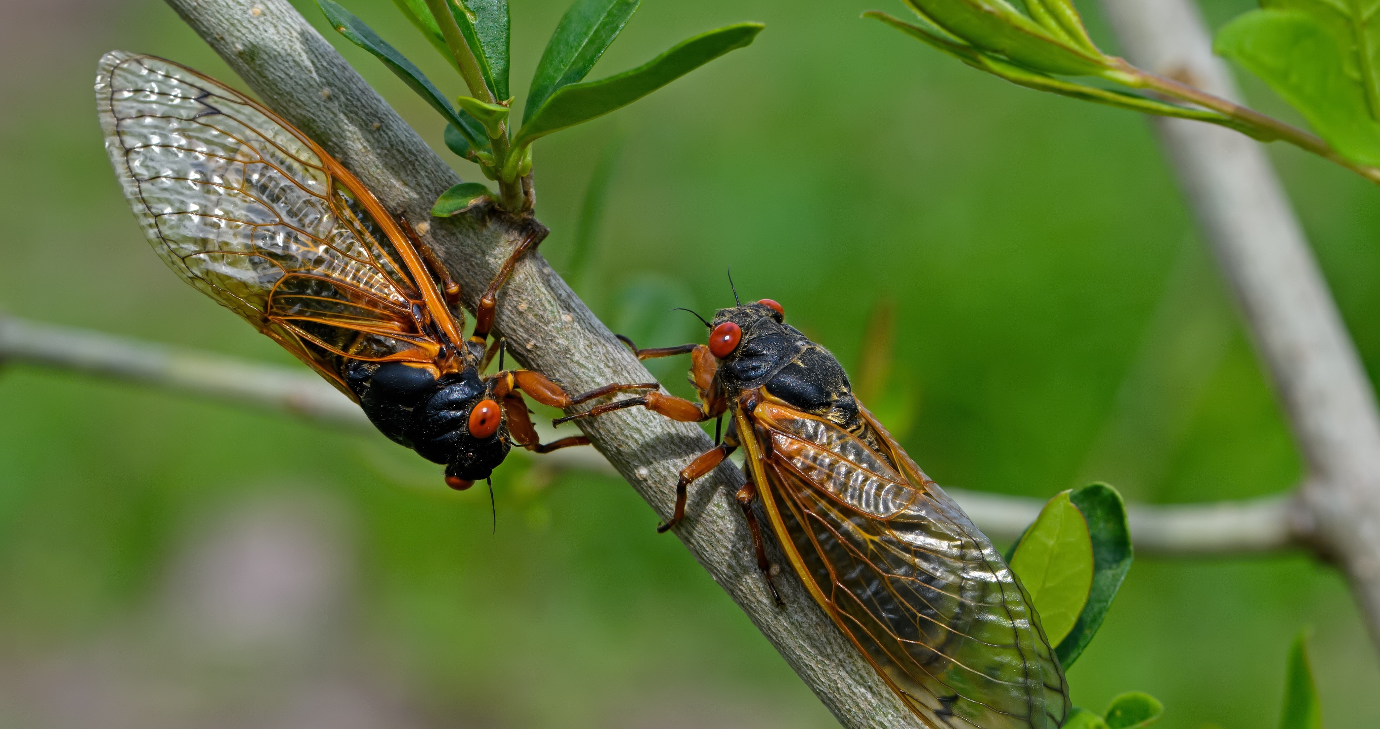 new cicada brood emerges 2025