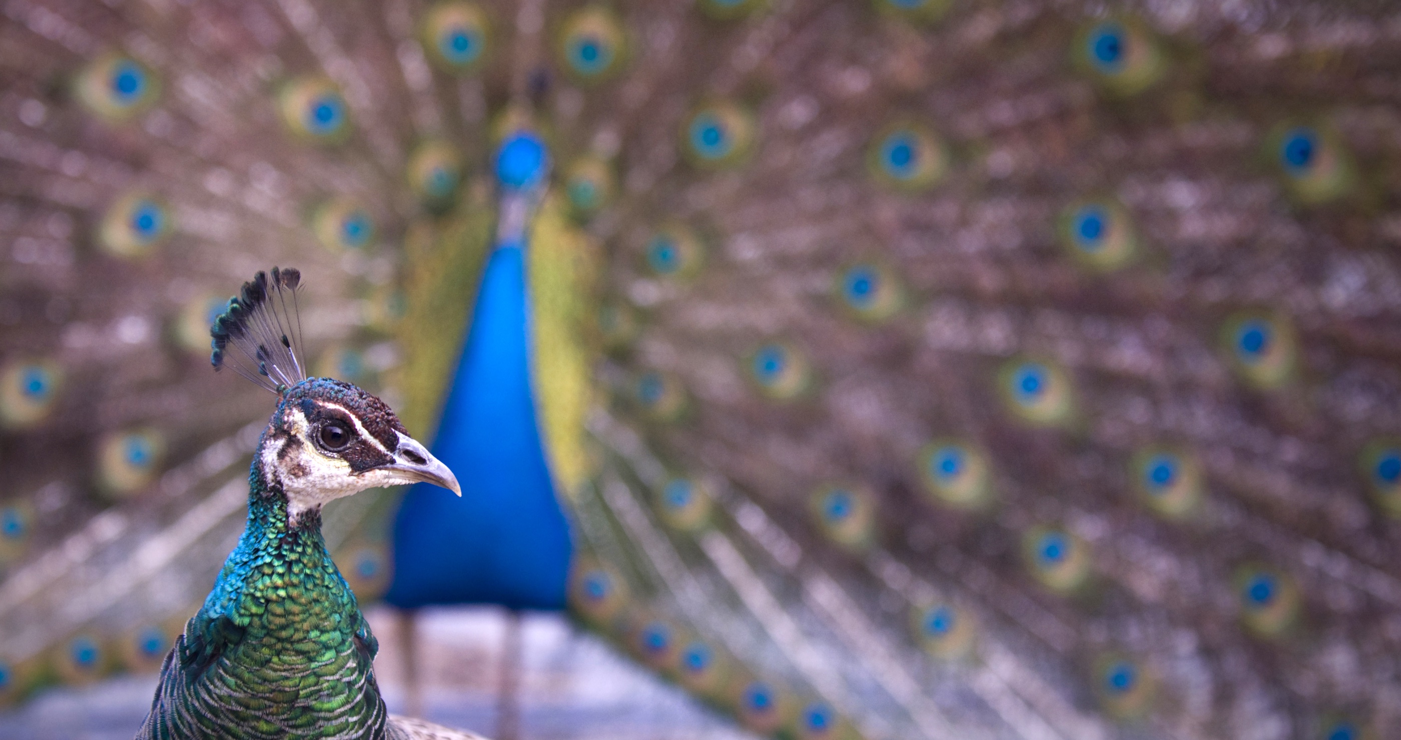 peacock and peahen mating