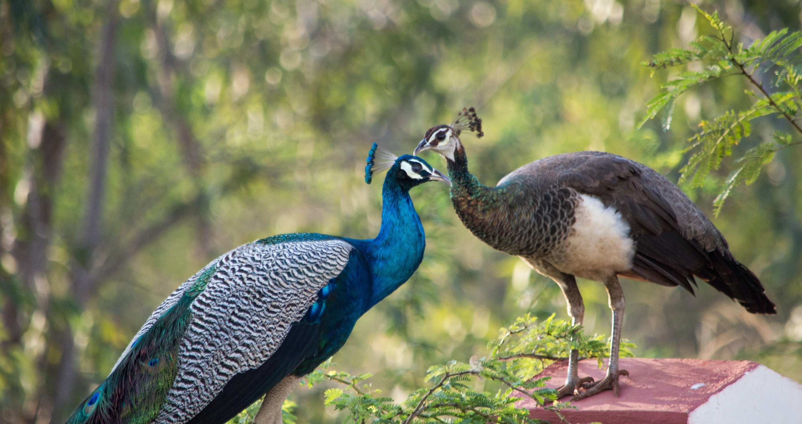peacock and peahen