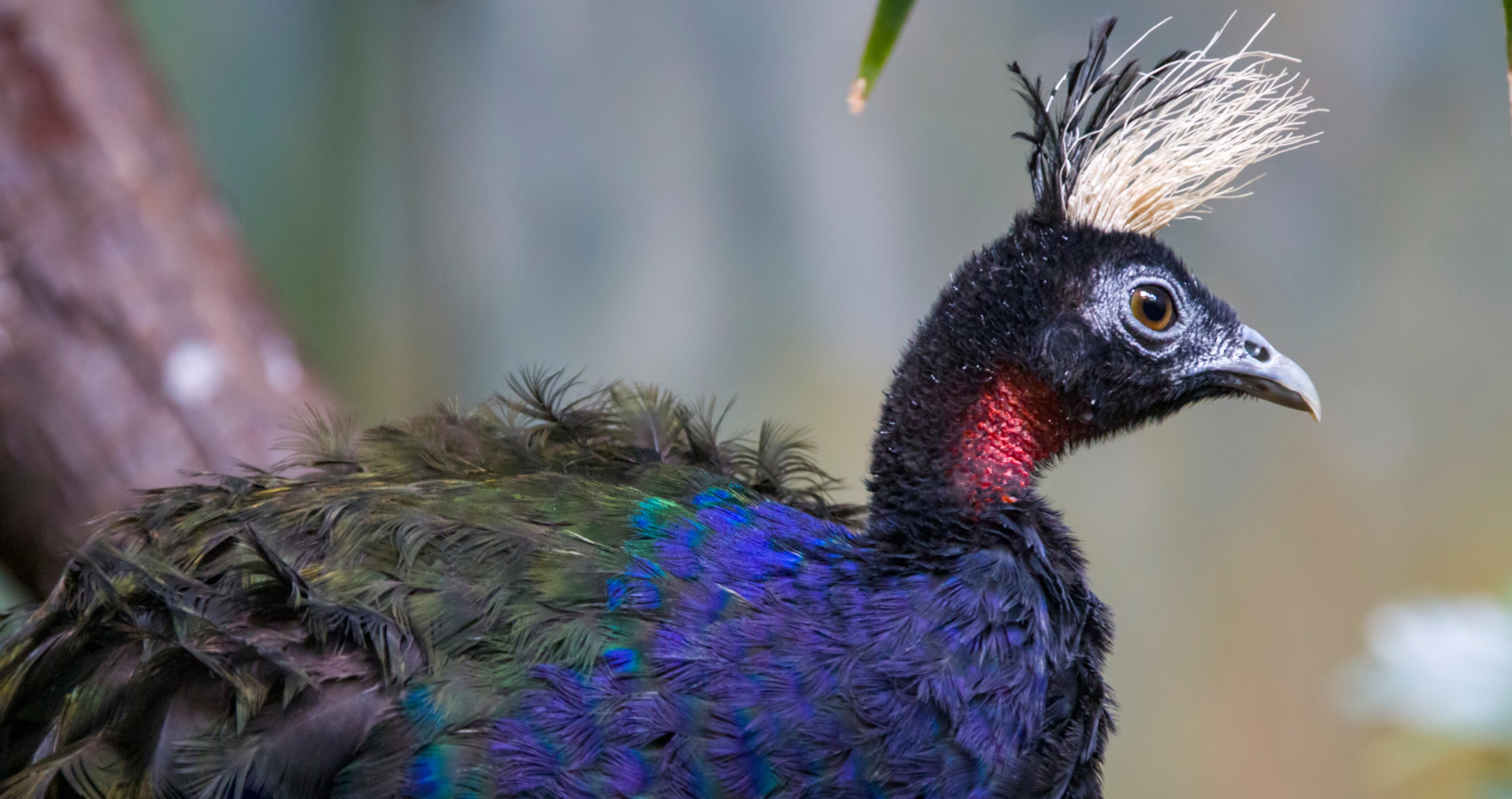 peacock facts
