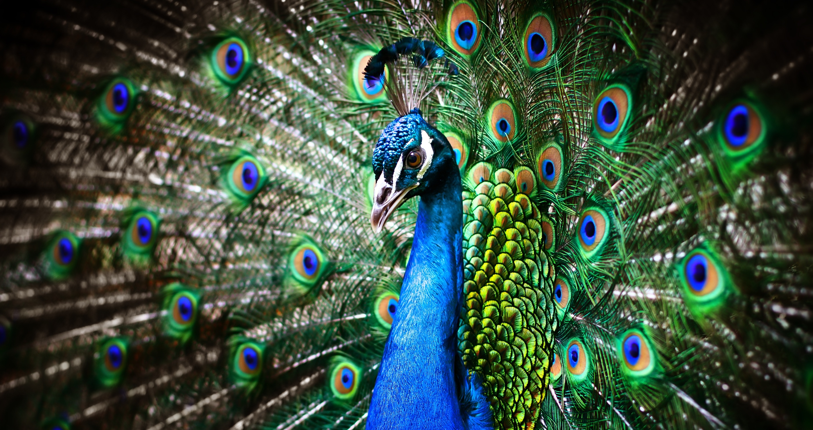 peacock facts you didn't know