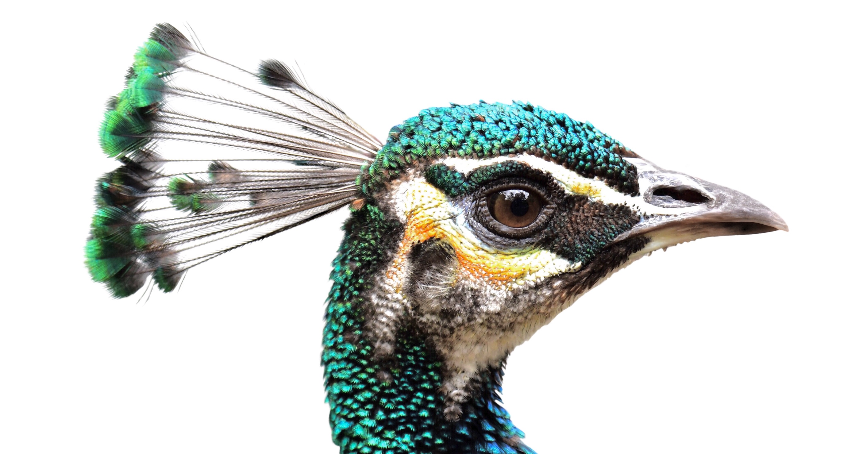 peacock facts you didn't know