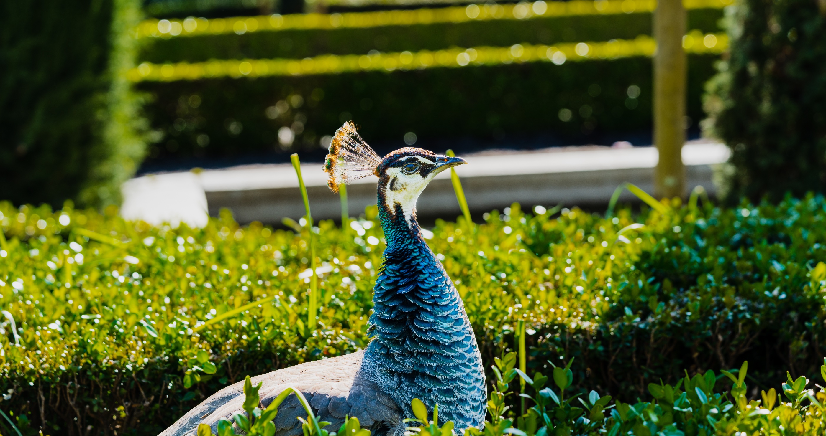 peahen