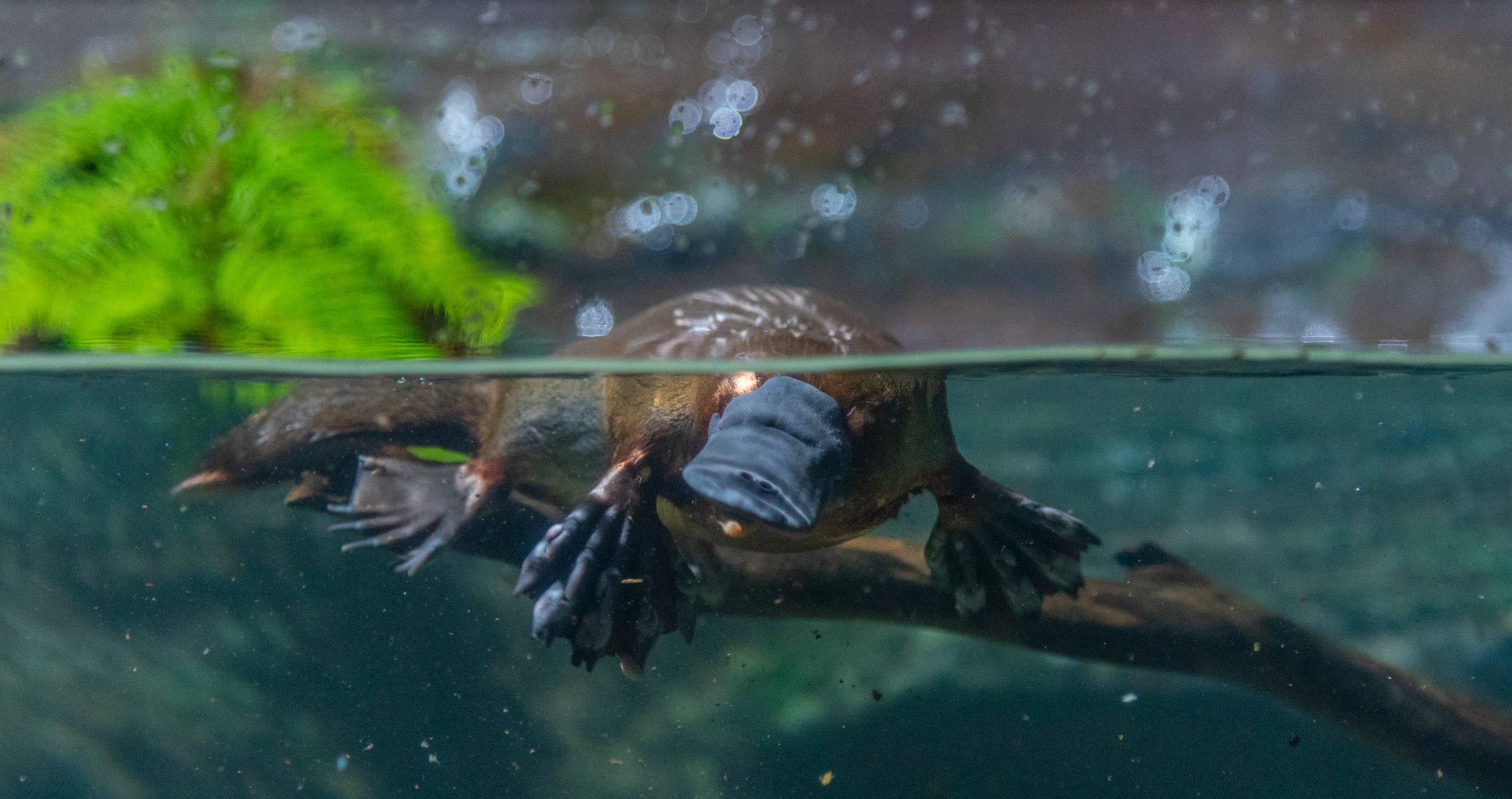 platypus doesn't have a stomach