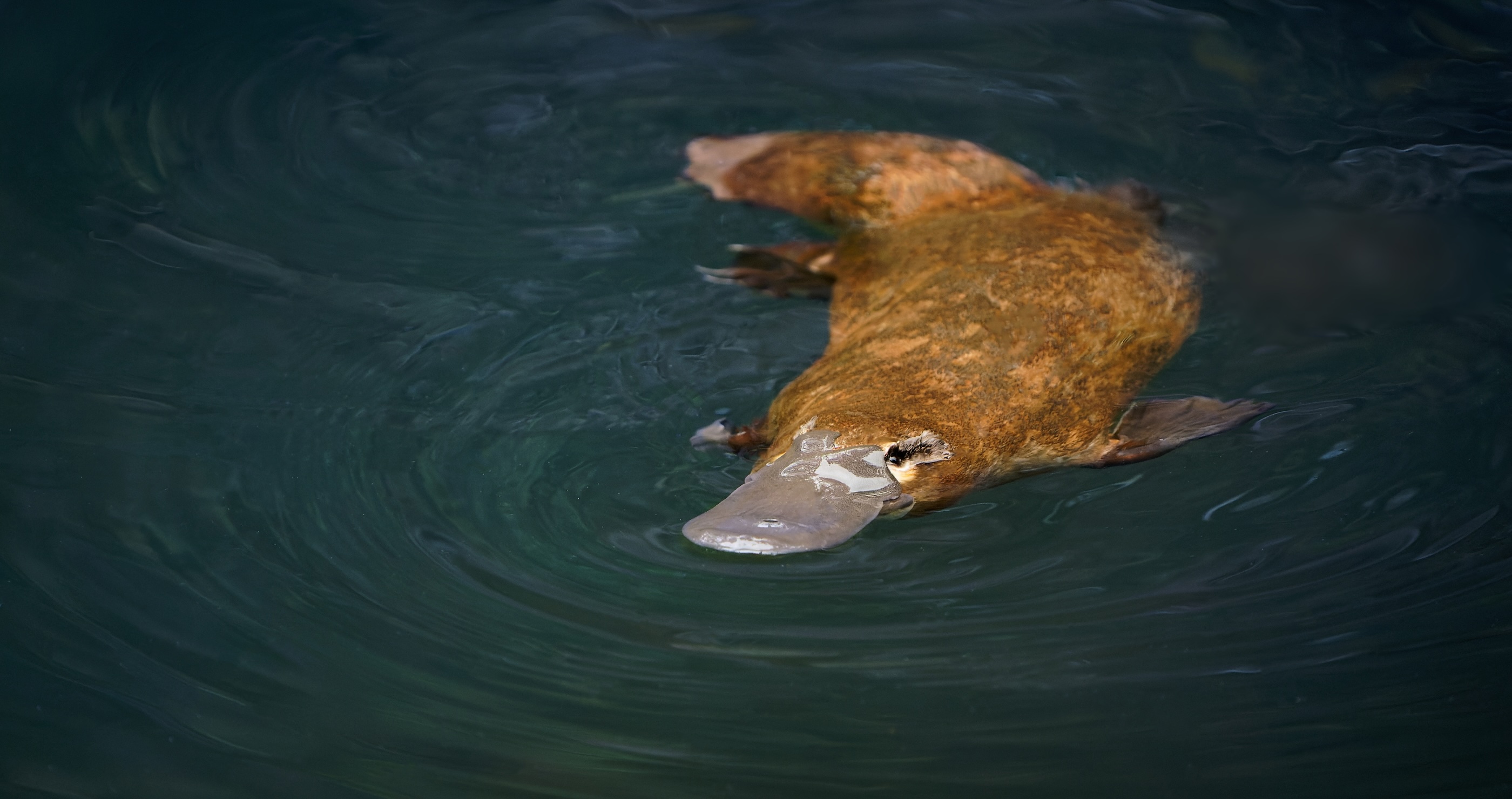 platypuses are venomous