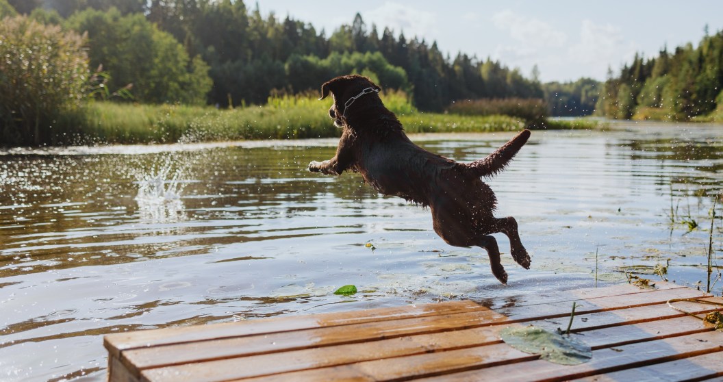 things you can do at the lake besides swim play with your dog