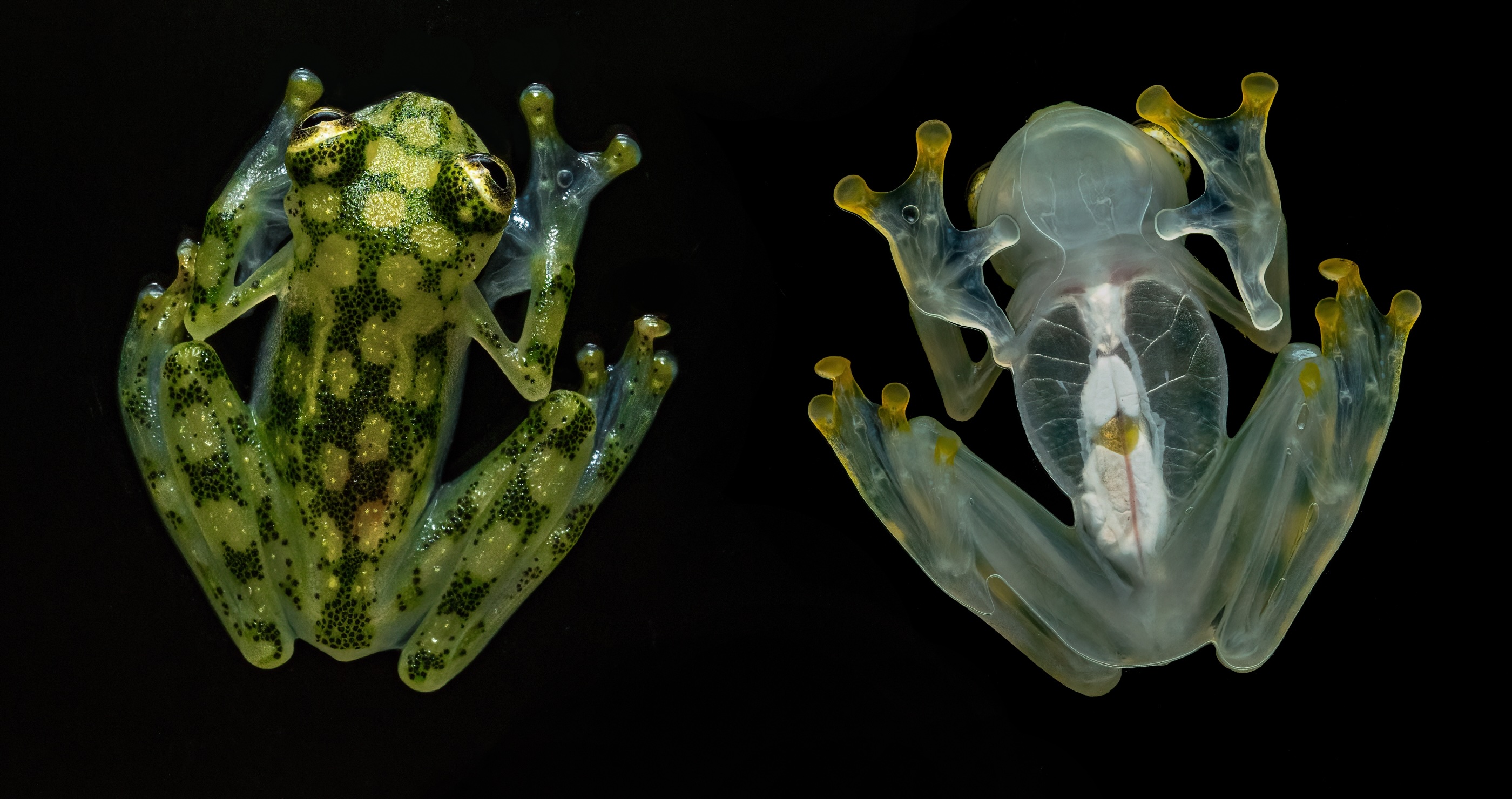 weird animals glass frog