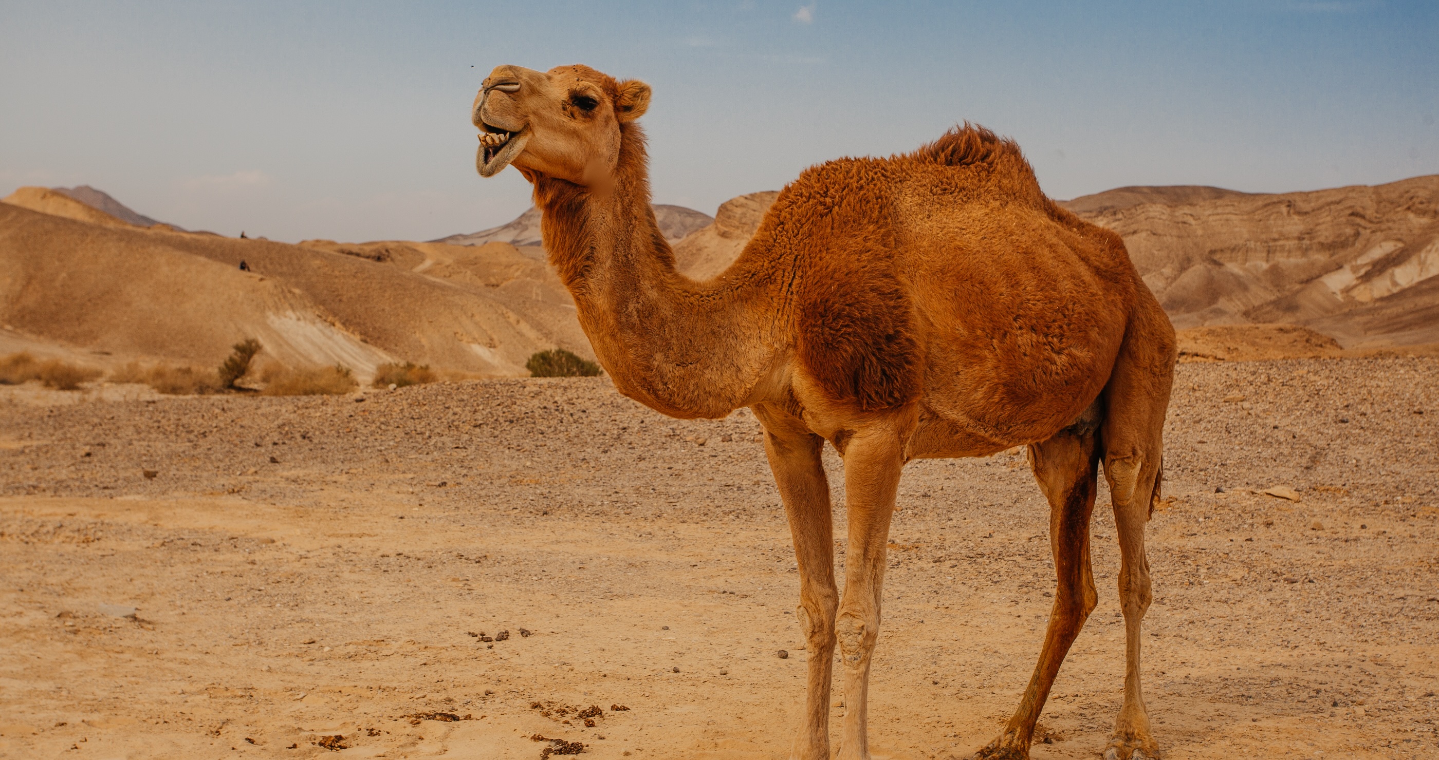 A Camel's Hump Can Store Up To 80 Pounds Of Fat Camel Facts