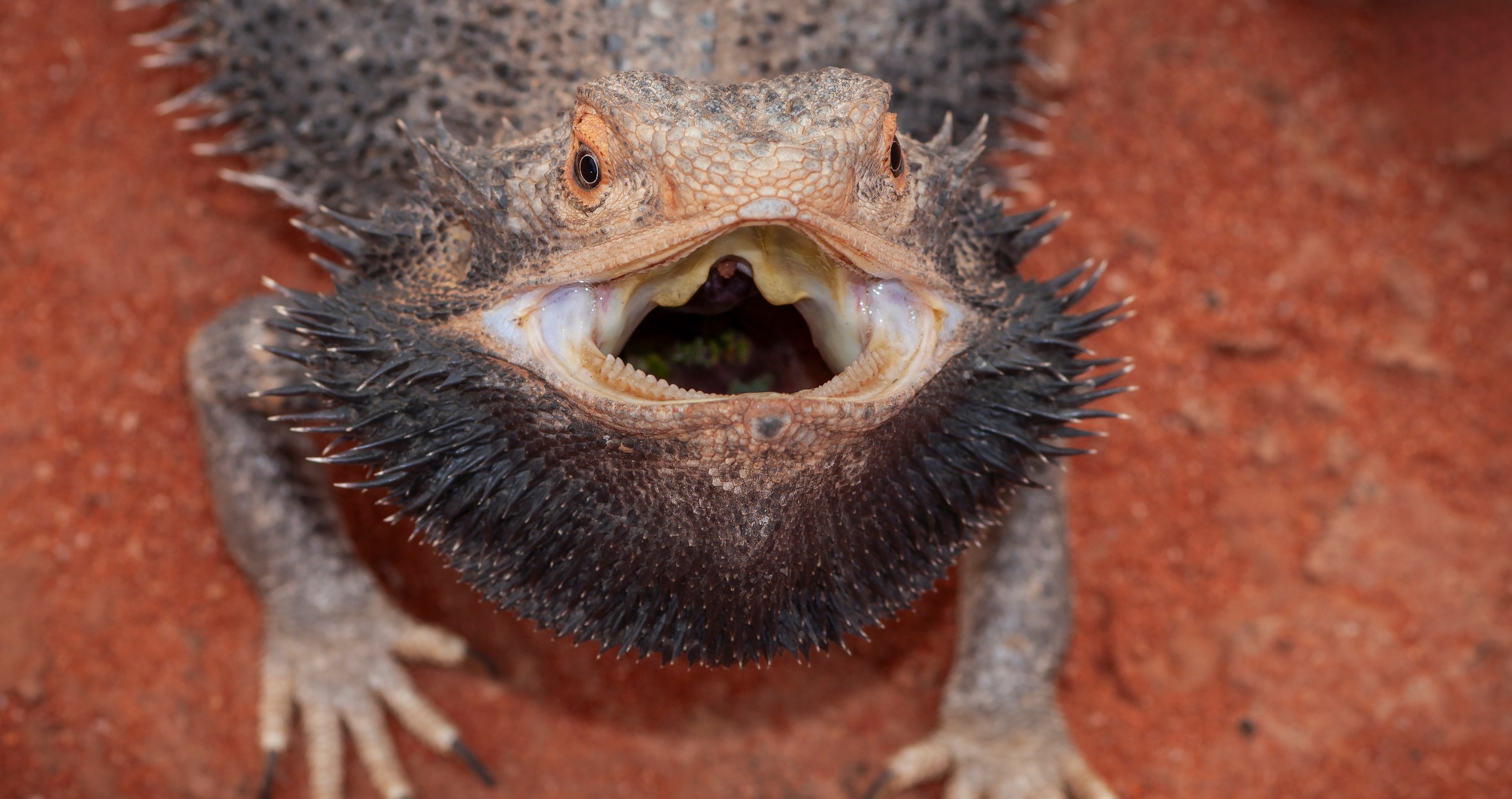 Bearded dragon facts they can regrow their teeth