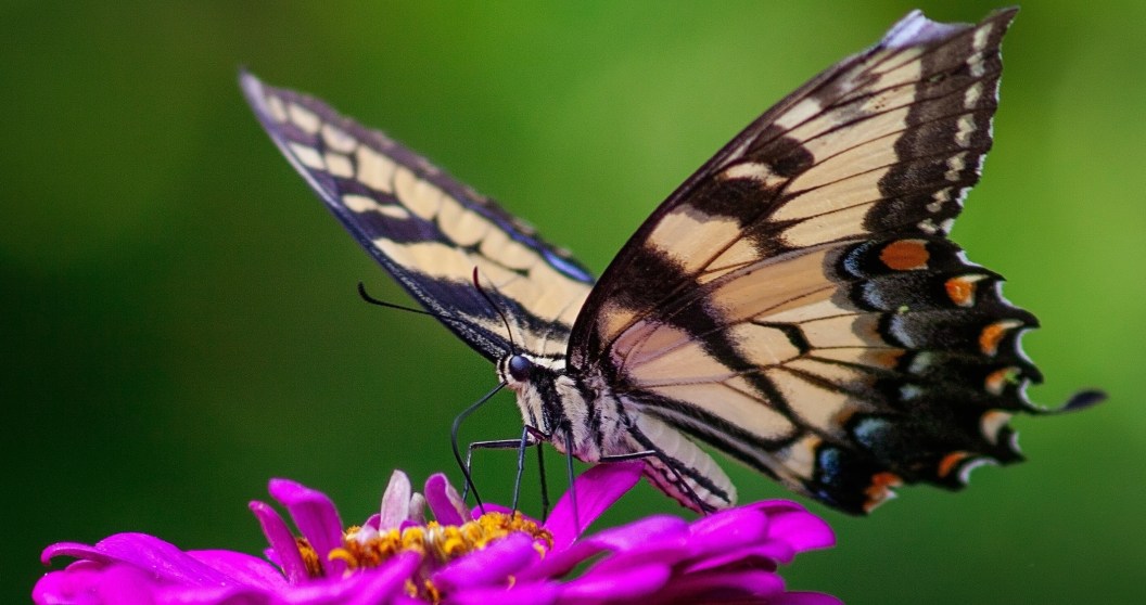 Butterfly on a flower pollinating it pollination