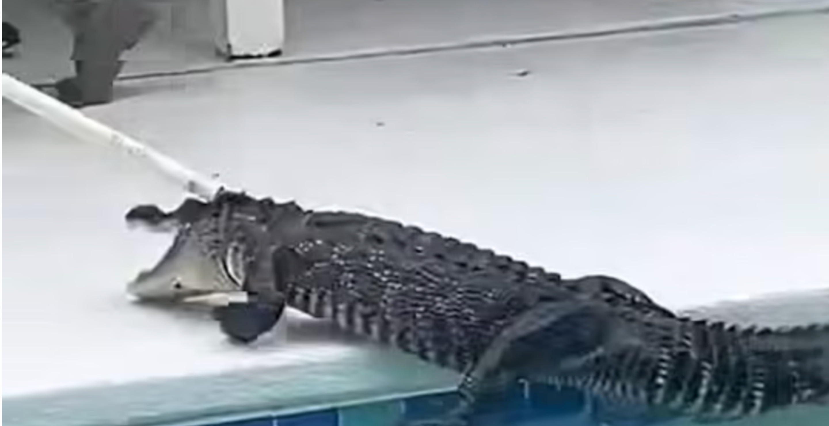 Cops Face Off Against 7-Foot Alligator That Found Its Way In A Family's Backyard Swimming Pool