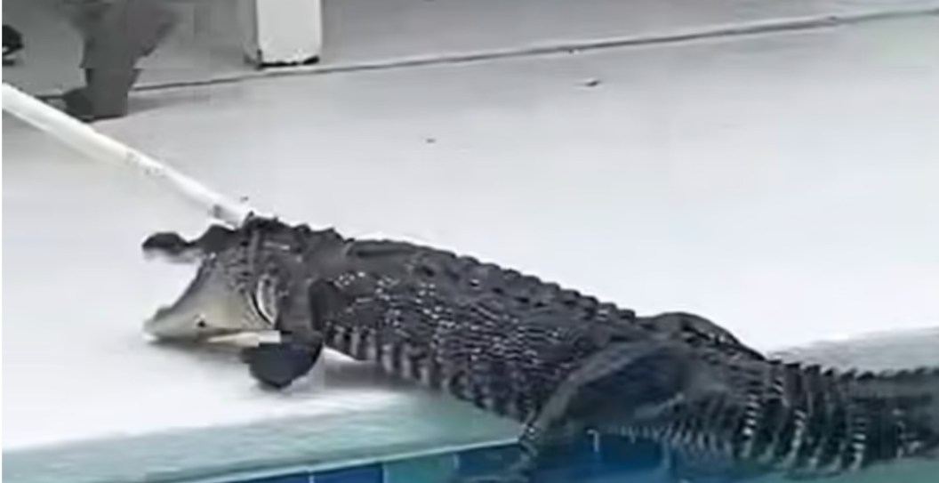 Cops Face Off Against 7-Foot Alligator That Found Its Way In A Family's Backyard Swimming Pool
