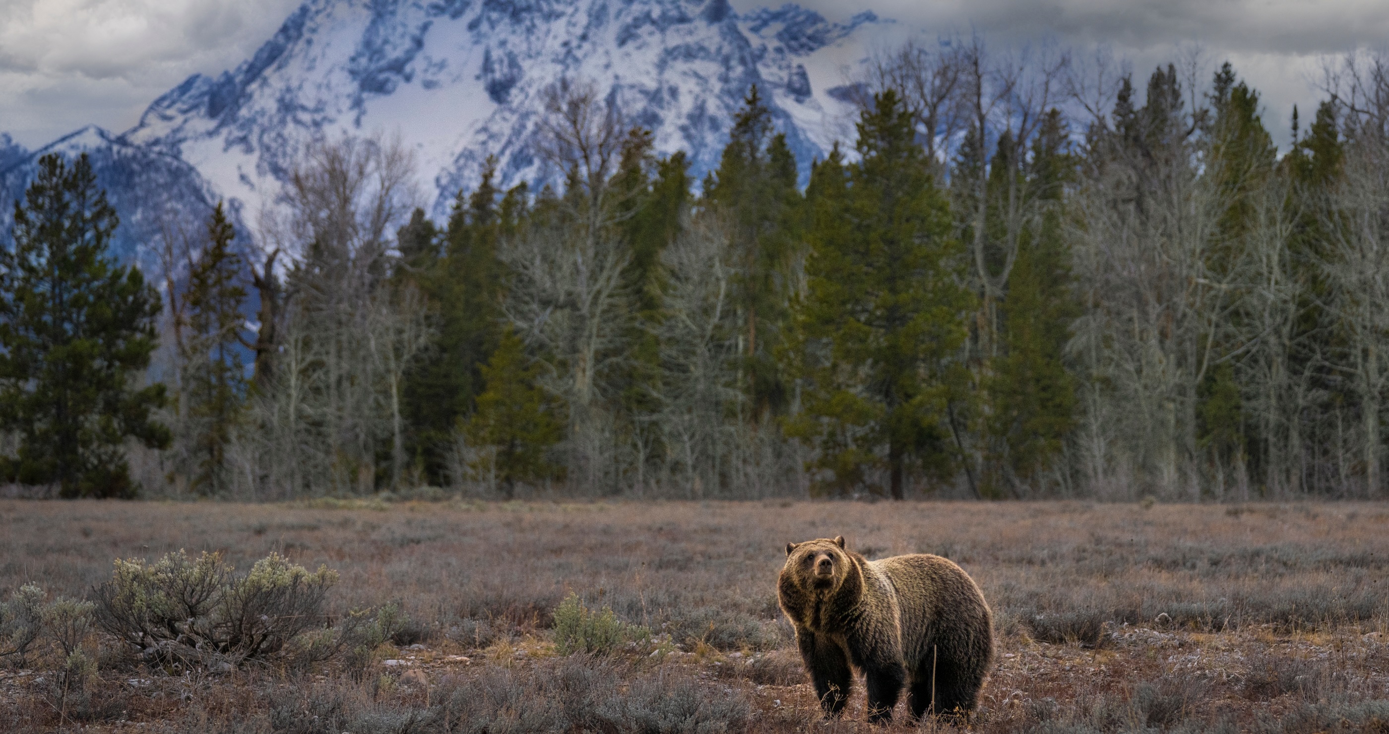 Expert Shares His Tips On The Best Ways To Avoid Bear Encounters While On A Hike