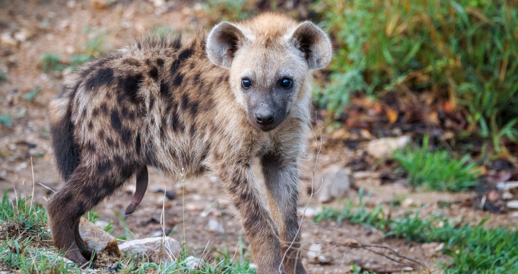 Female Hyenas Have Pseudo-Penises