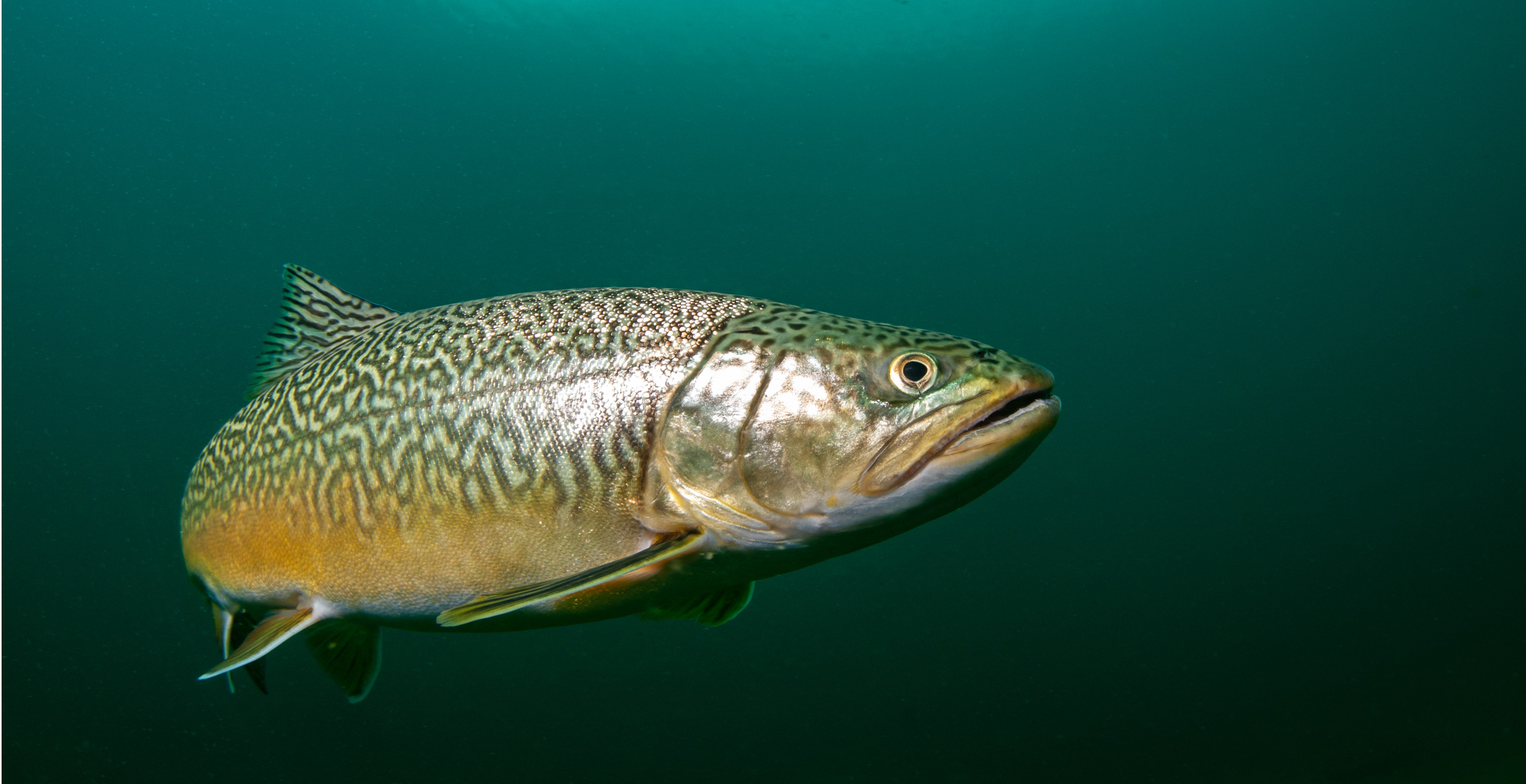 Fisherman-Caught-A-Massive-Trout-Using-Just-A-Small-Fly-Rod-In-Wyoming-River
