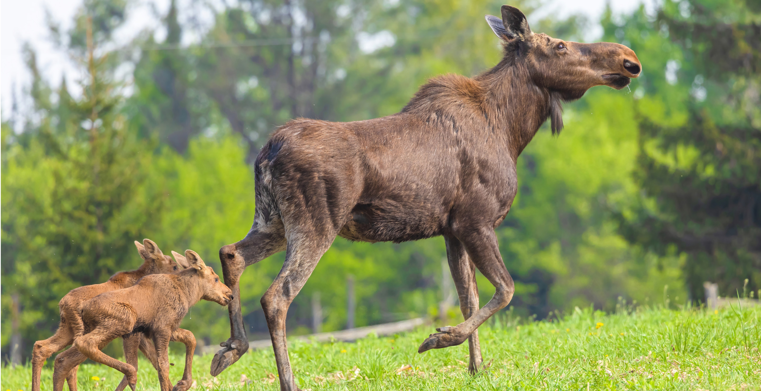 Fisherman Forced To Shoot Charging Moose After Getting In Tense Encounter