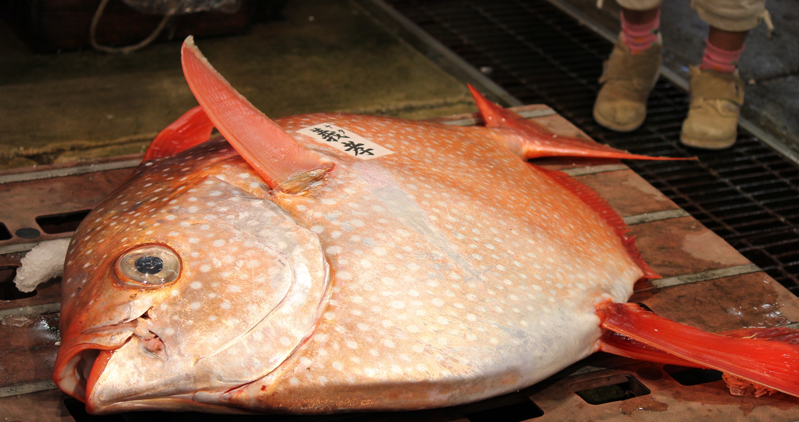Florida Anglers Catch Incredibly Rare Moonfish