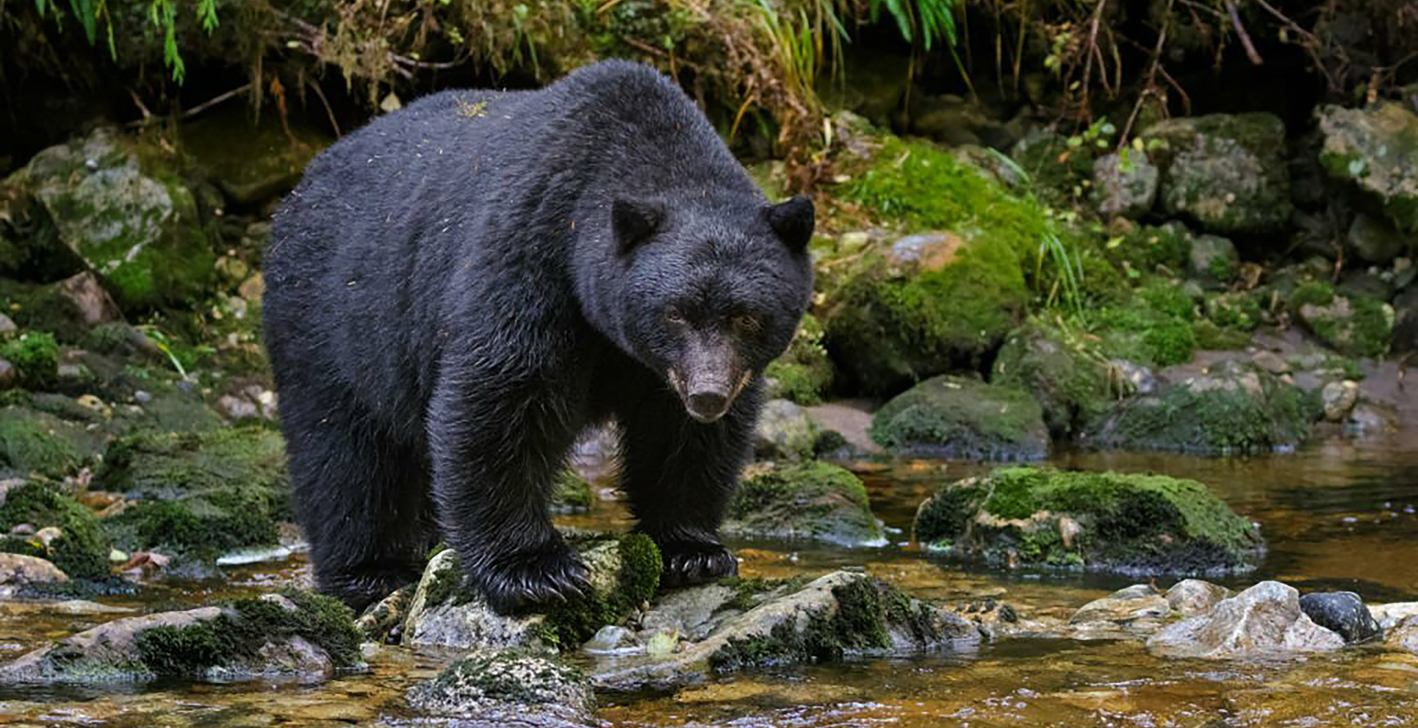 Florida Hunters Facing Attempt To Sabotage Upcoming Black Bear Season