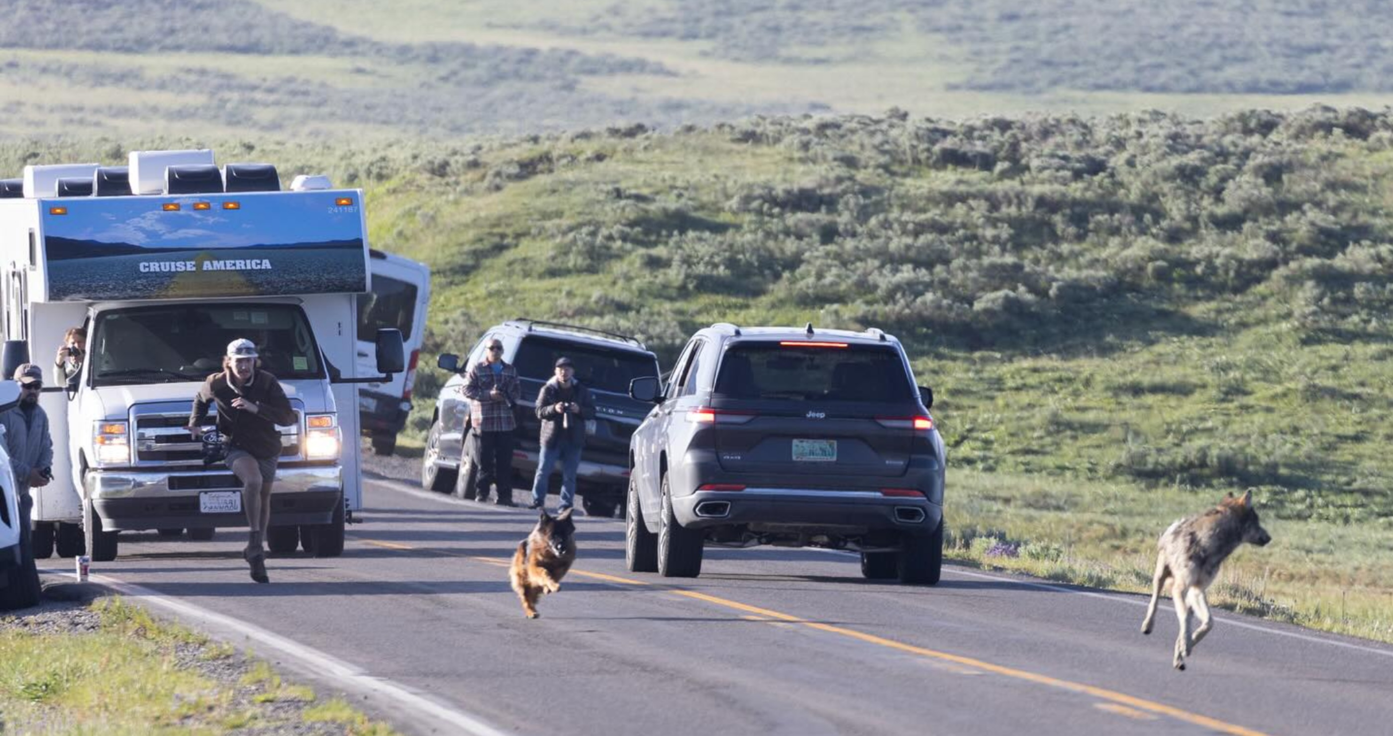 German Shepard Erupts Out Of Window At Yellowstone To Chase Down Wolf