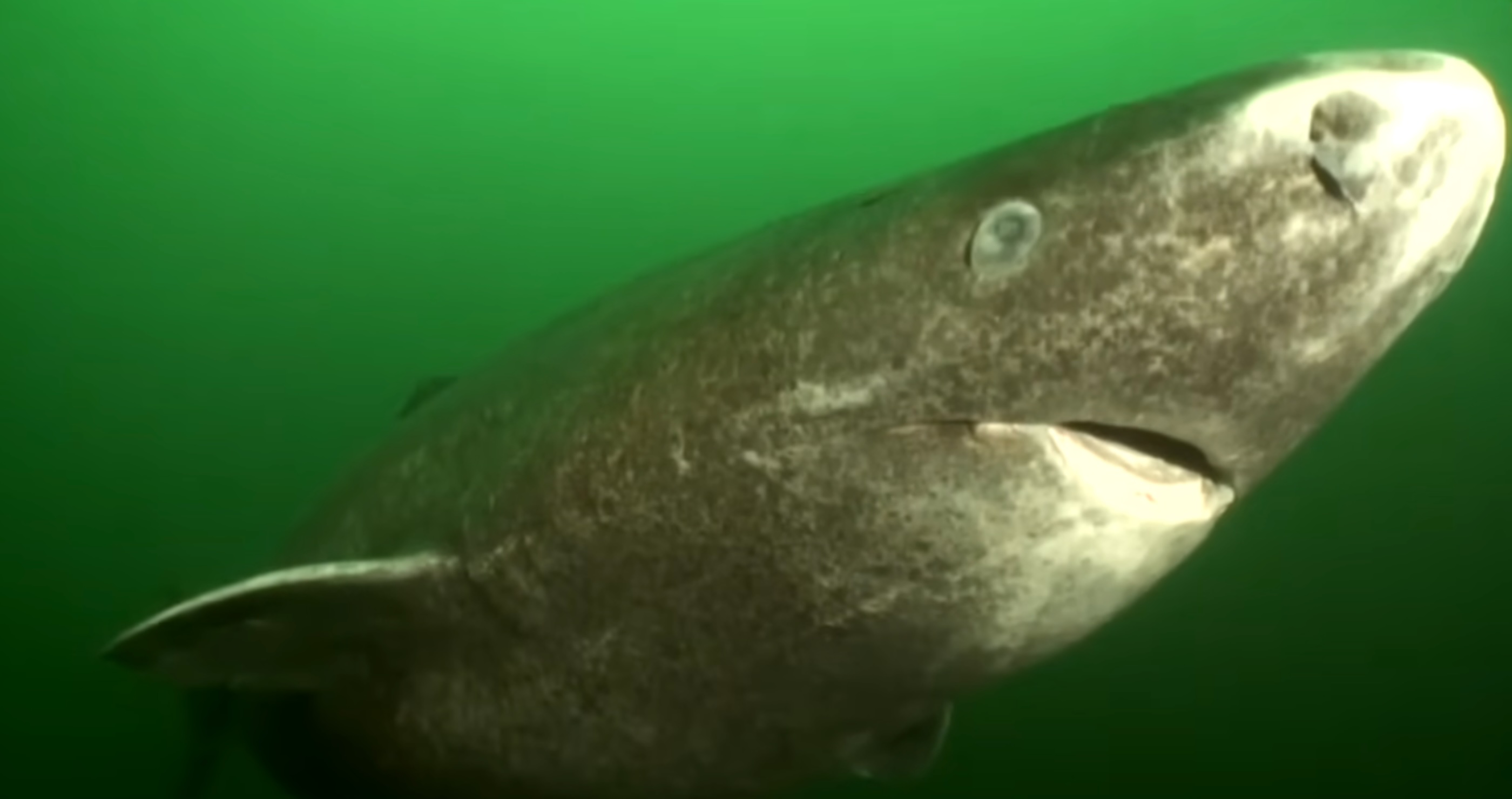 Greenland sharks are among the largest living sharks