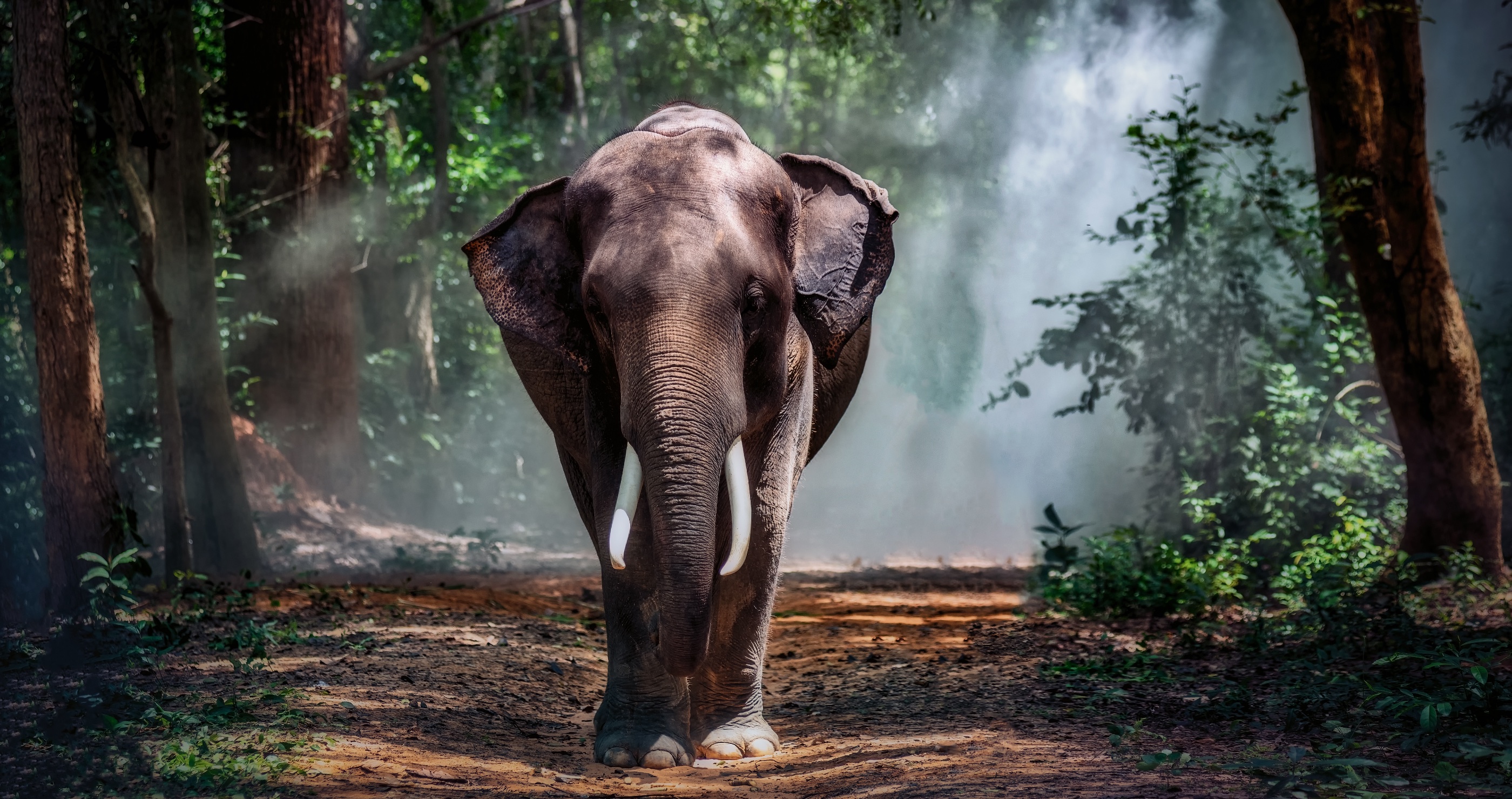 Hungry Elephant Storms Into Grocery Store in Thailand