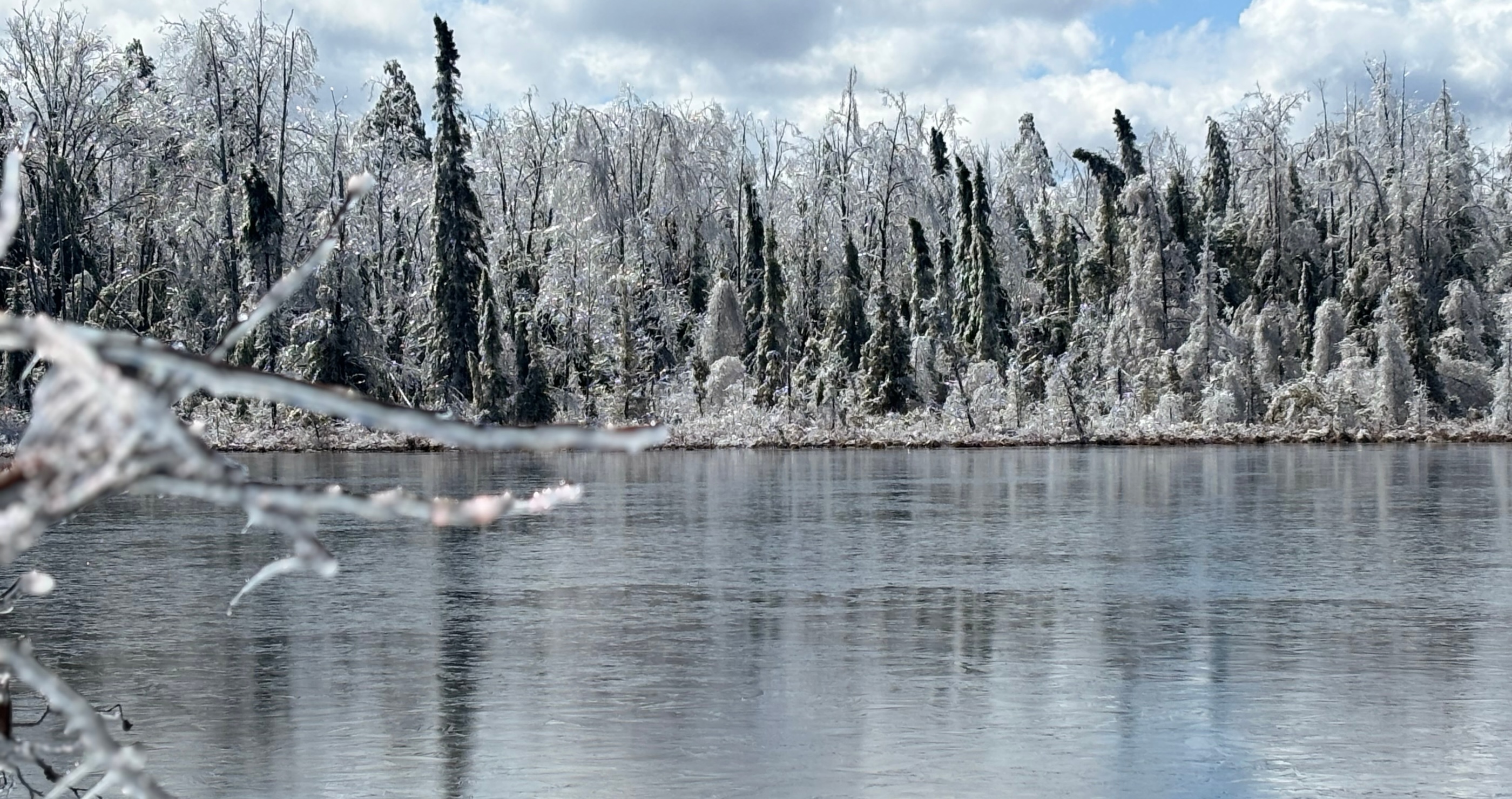 Ice Storm Ravages Acres Of A Public Forest In Michigan- What Happens Now?