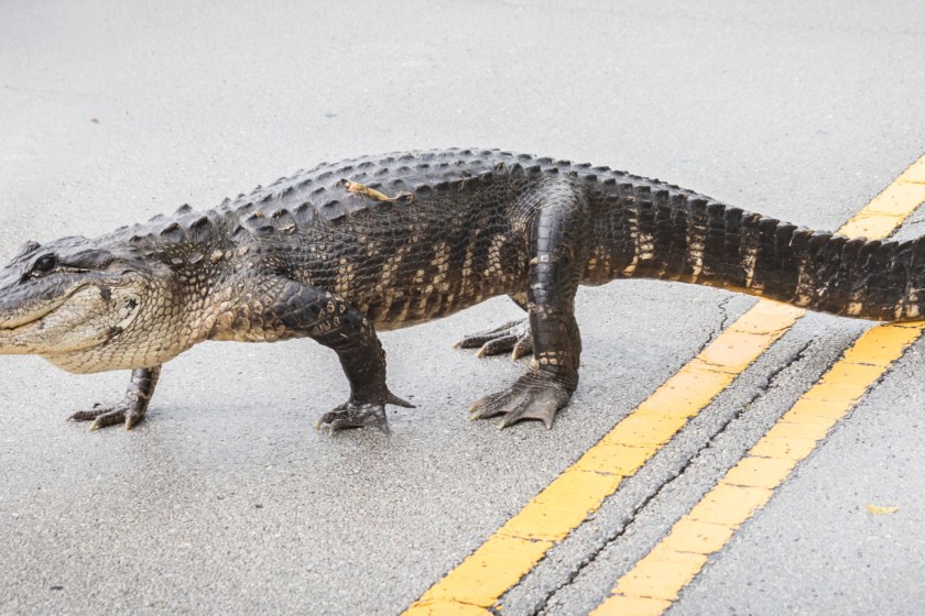 Motorcyclist Wipes Out After Hitting 6-Foot Alligator In The Middle Of Florida Road