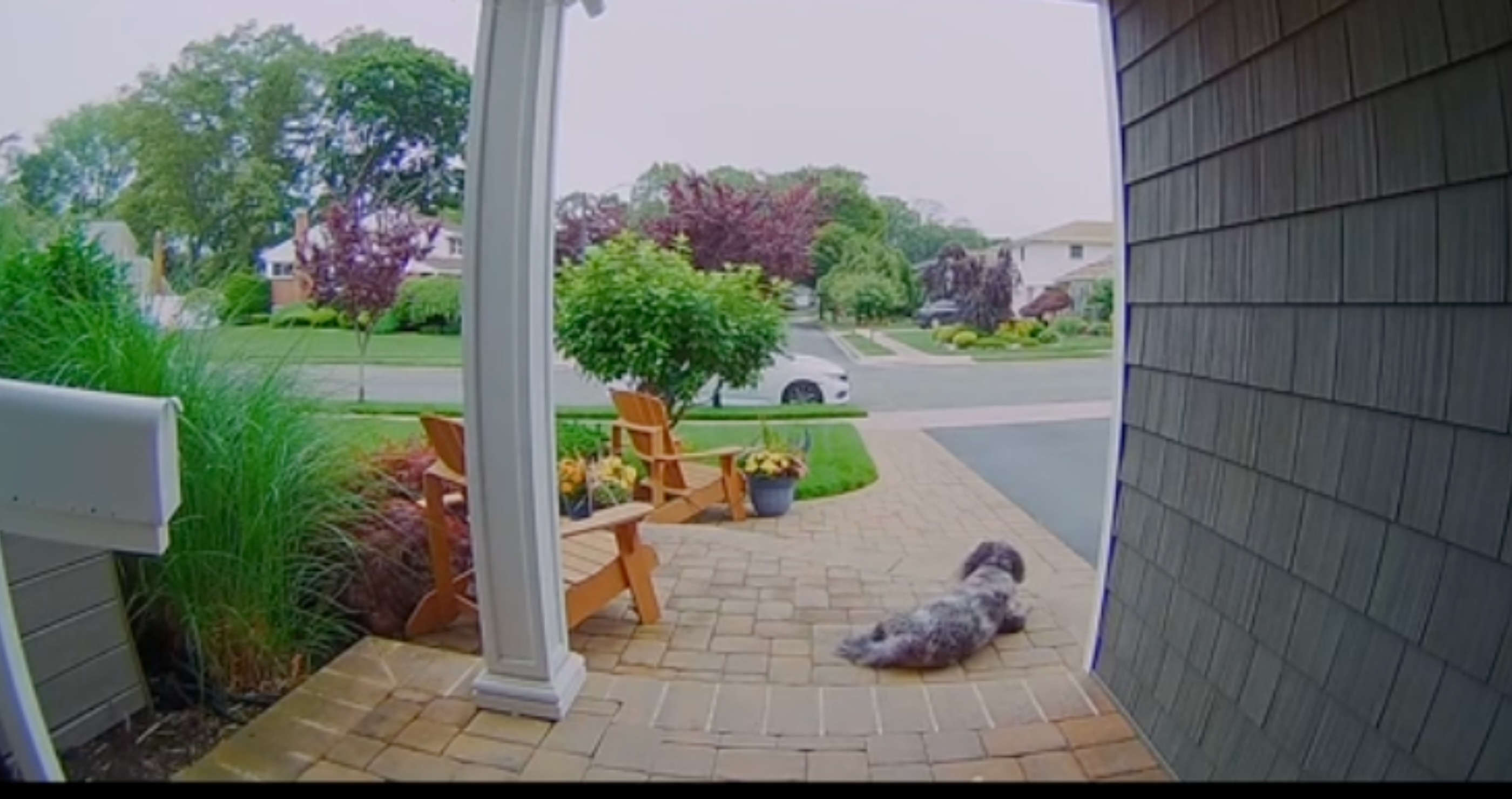 Nervous Dog Escapes Groomers And Flees Home&nbsp;