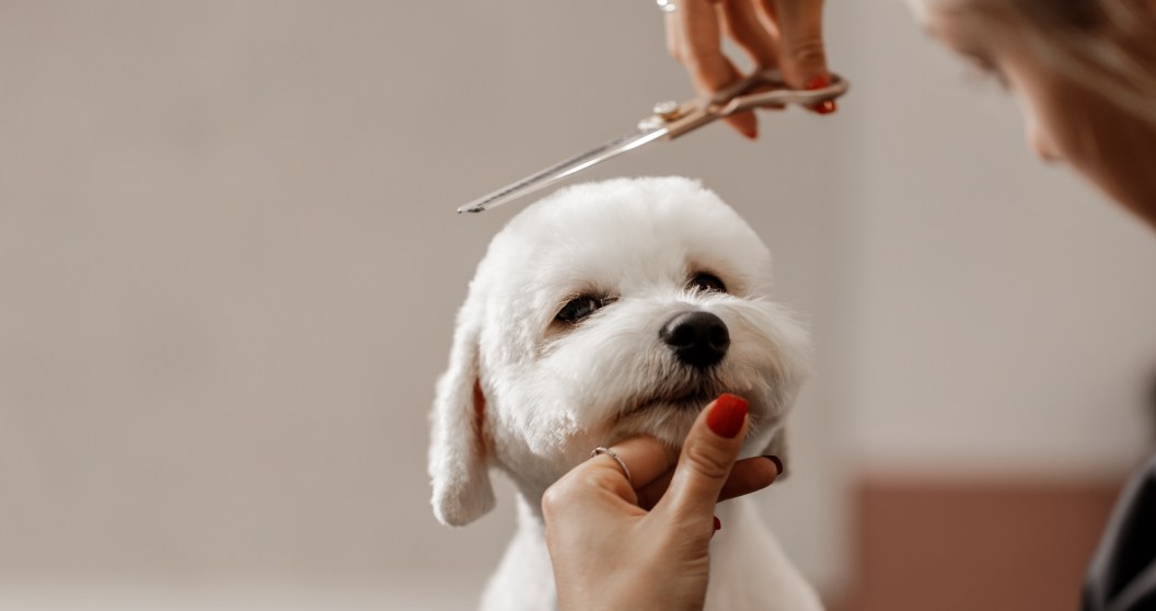 Nervous Dog Escapes Groomers And Flees Home
