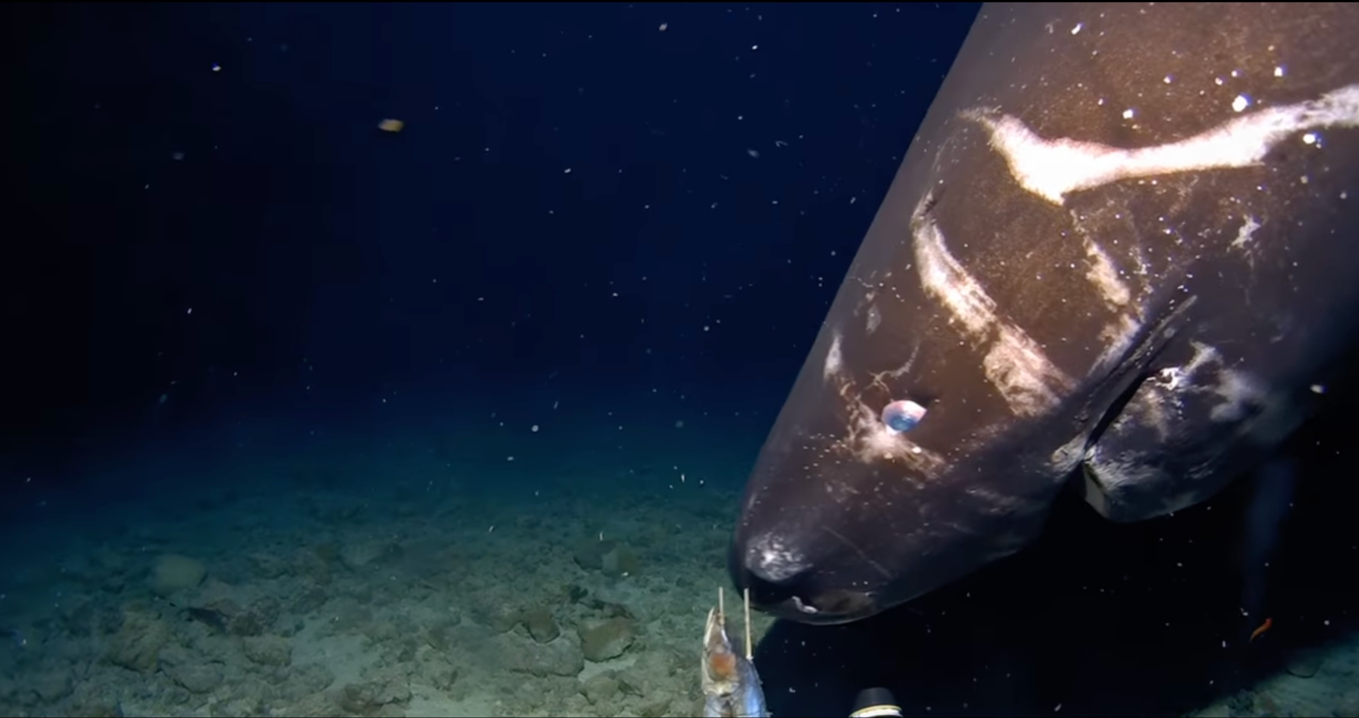 Pacific Sleeper Shark
