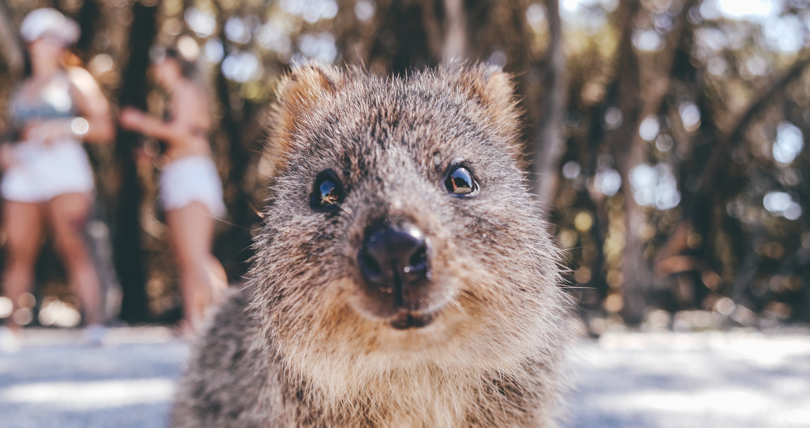 Quokka facts they aren't actually smiling
