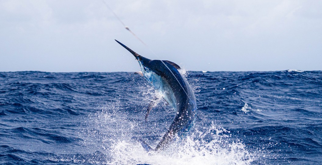 Researchers Surprised By What Was Lurking In A Giant Blue Marlin