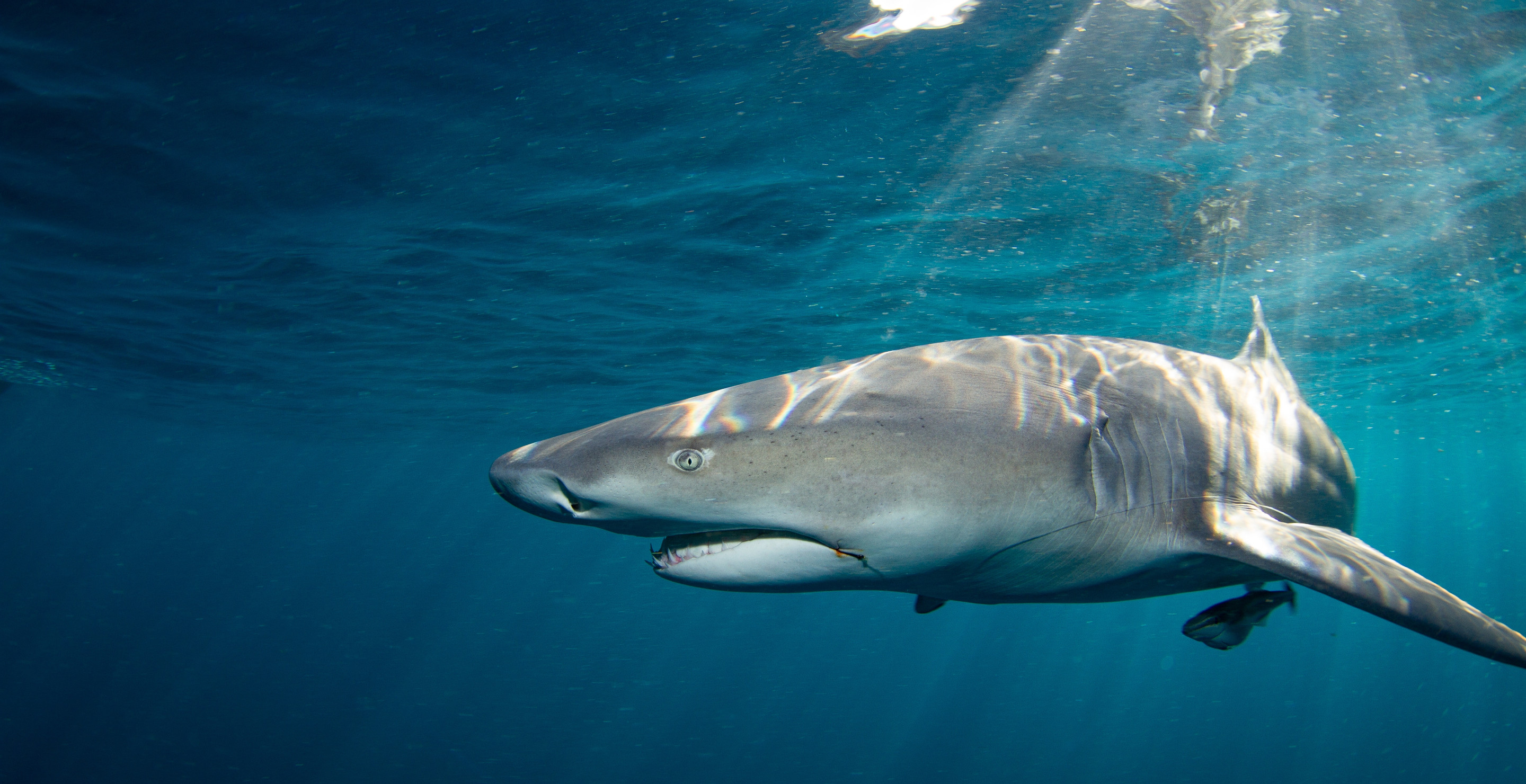 Surfer Has Close Call With 10 Foot Shark, Uses Surf Board To Protect Himself
