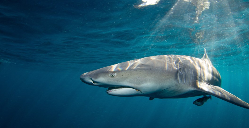Surfer Has Close Call With 10 Foot Shark, Uses Surf Board To Protect Himself