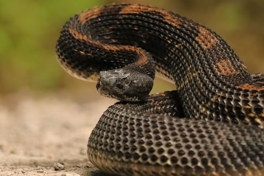 Teen Luckily To Be Alive After Rattlesnake Sinks Its Fangs Into His Leg While He Was Fishing With Friend