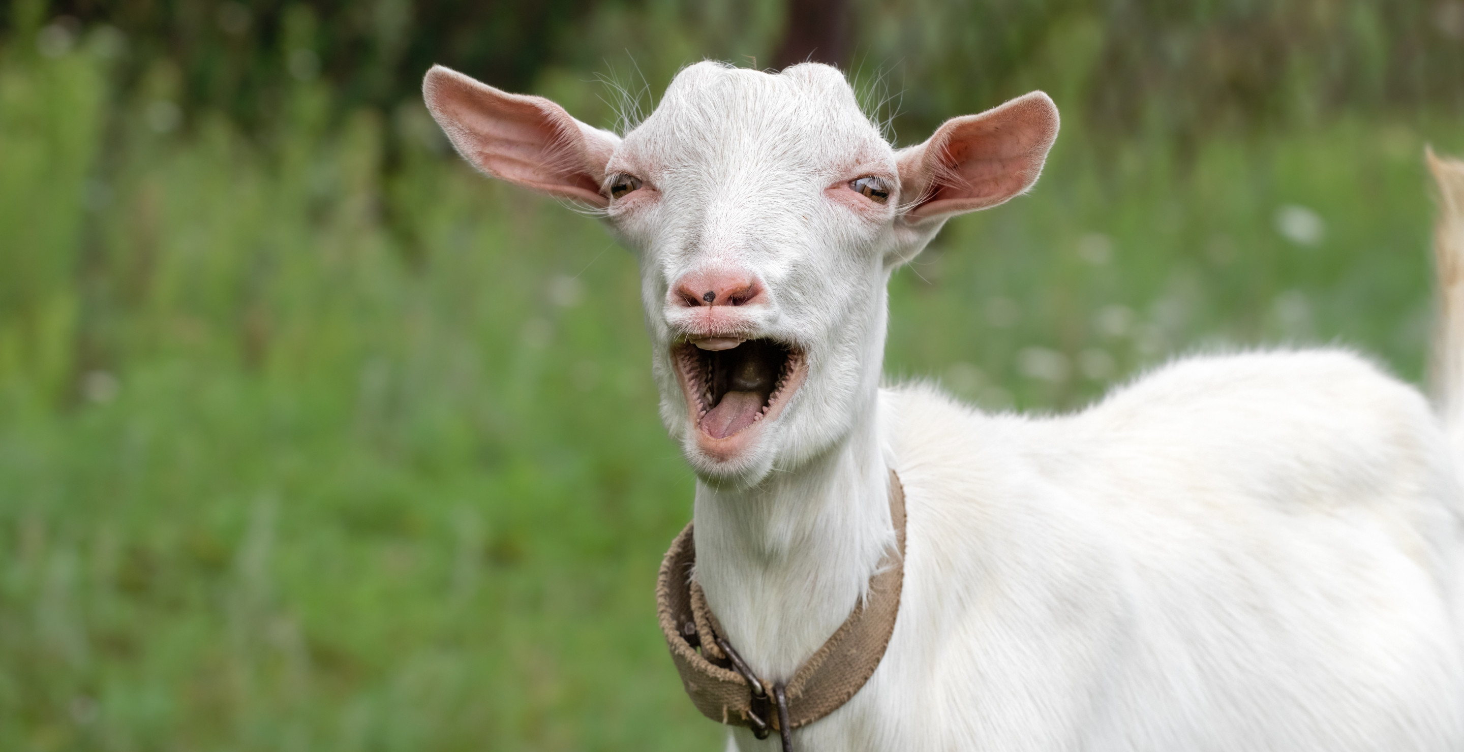 Wedding Gone Wrong Shows Why You Shouldn't Have Goat As Ring Bearer After It Attacks Flower Girl